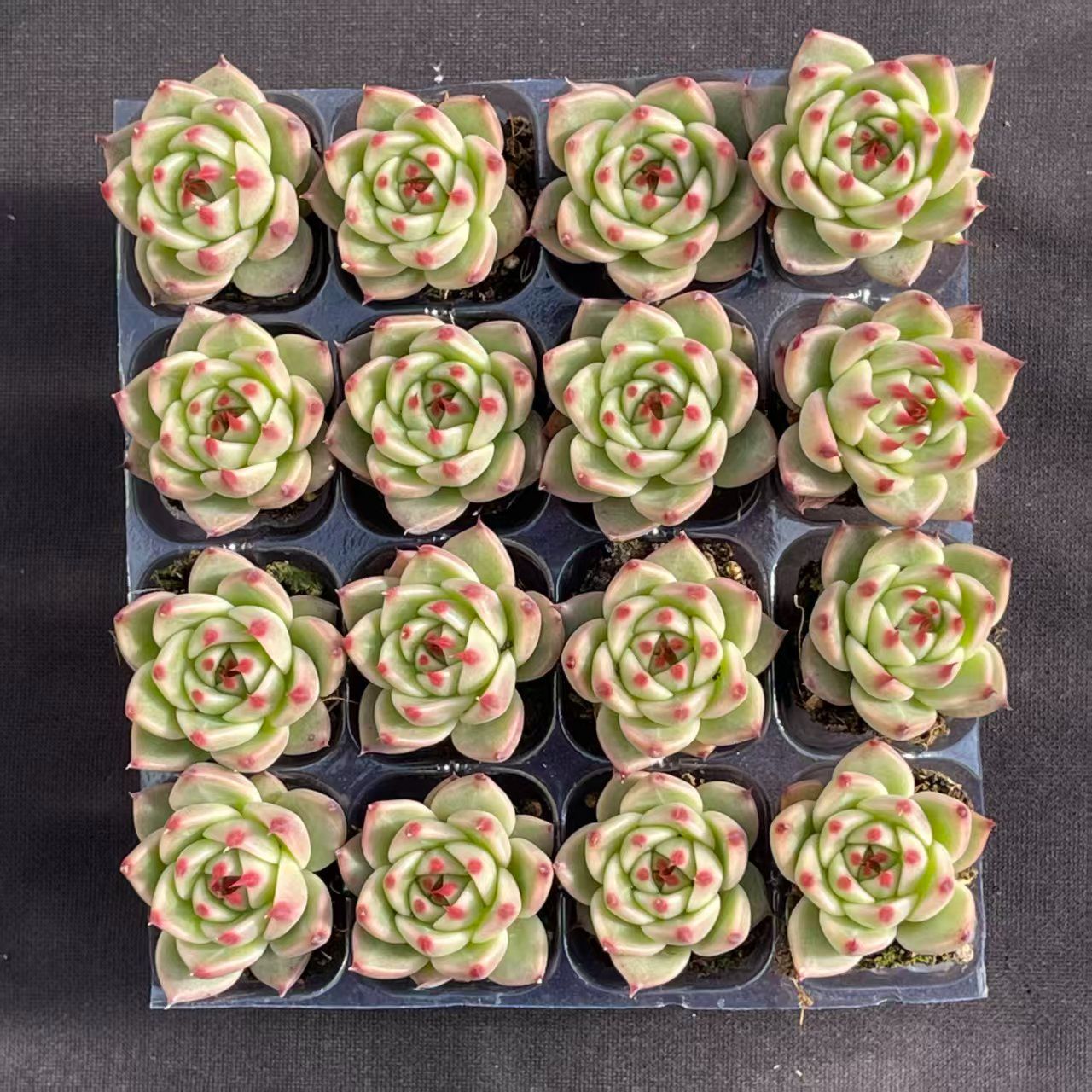 大人気セット トスカネリ MZ14×16株 土付き 詰め合わせ 韓国苗 多肉