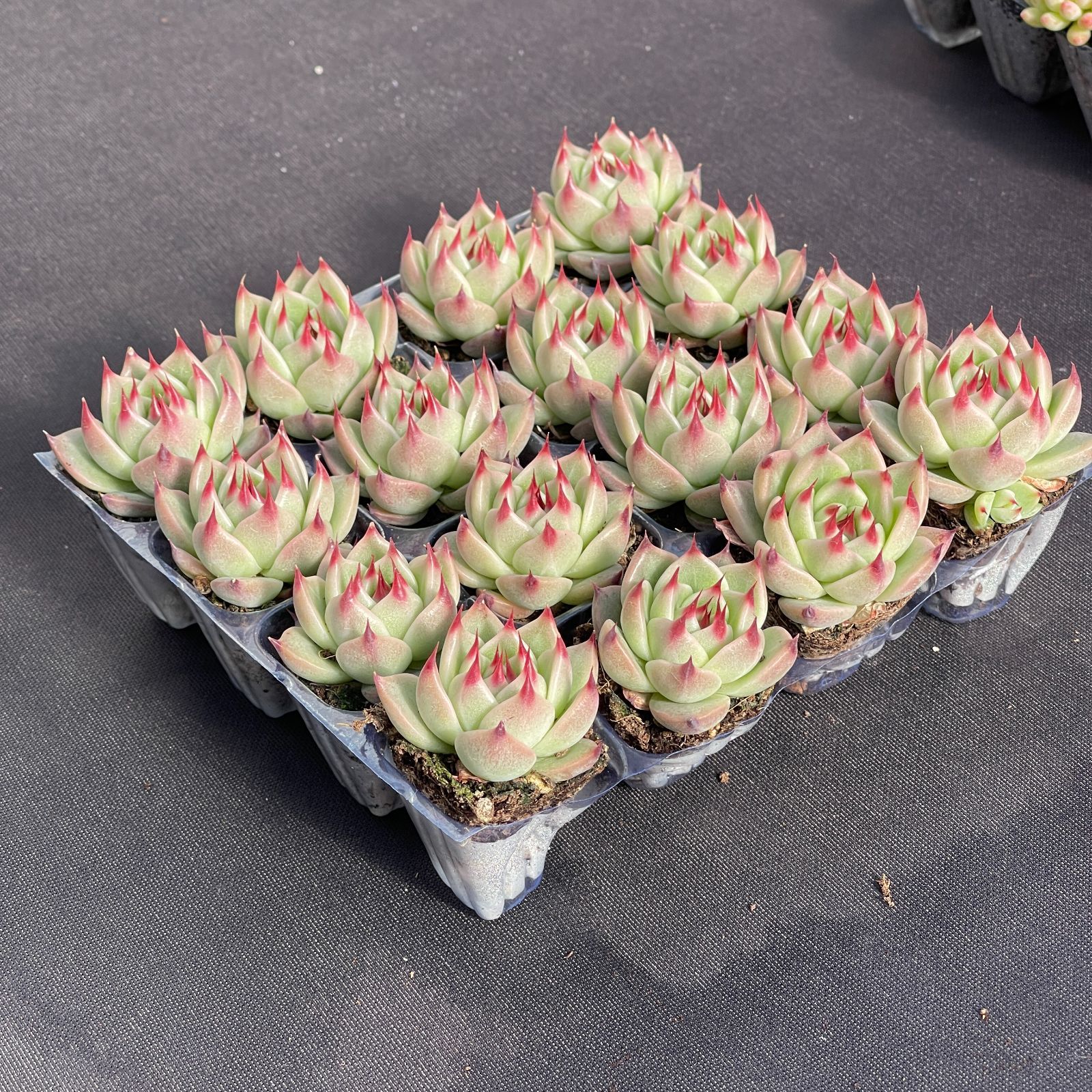 多肉植物 韓国苗 Totty様 多肉植物 韓国苗 Totty様