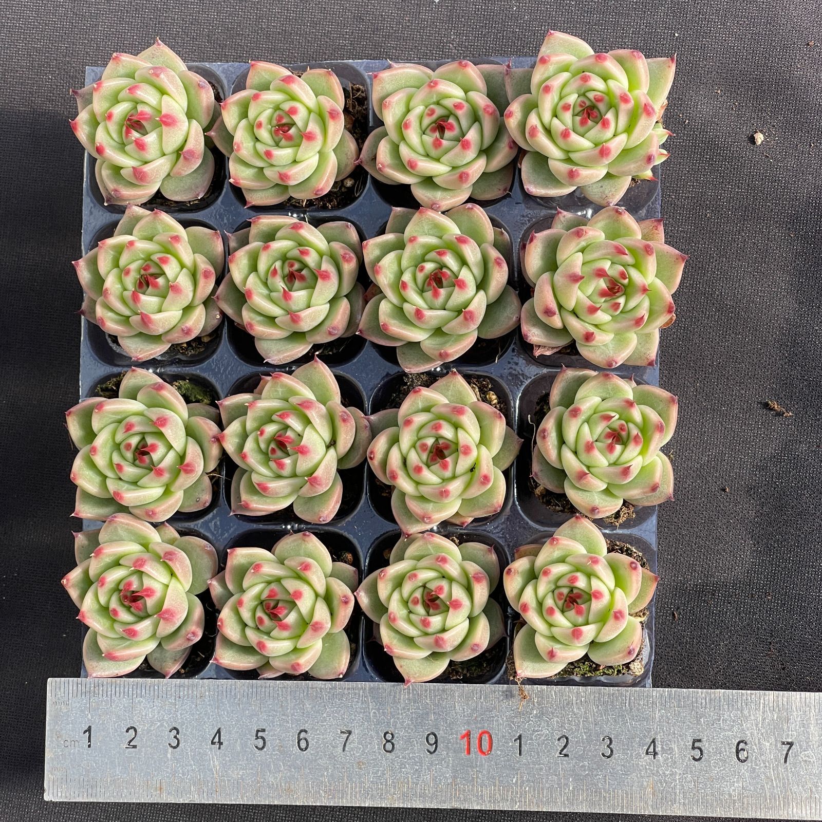 大人気セット トスカネリ MZ14×16株 土付き 詰め合わせ 韓国苗 多肉