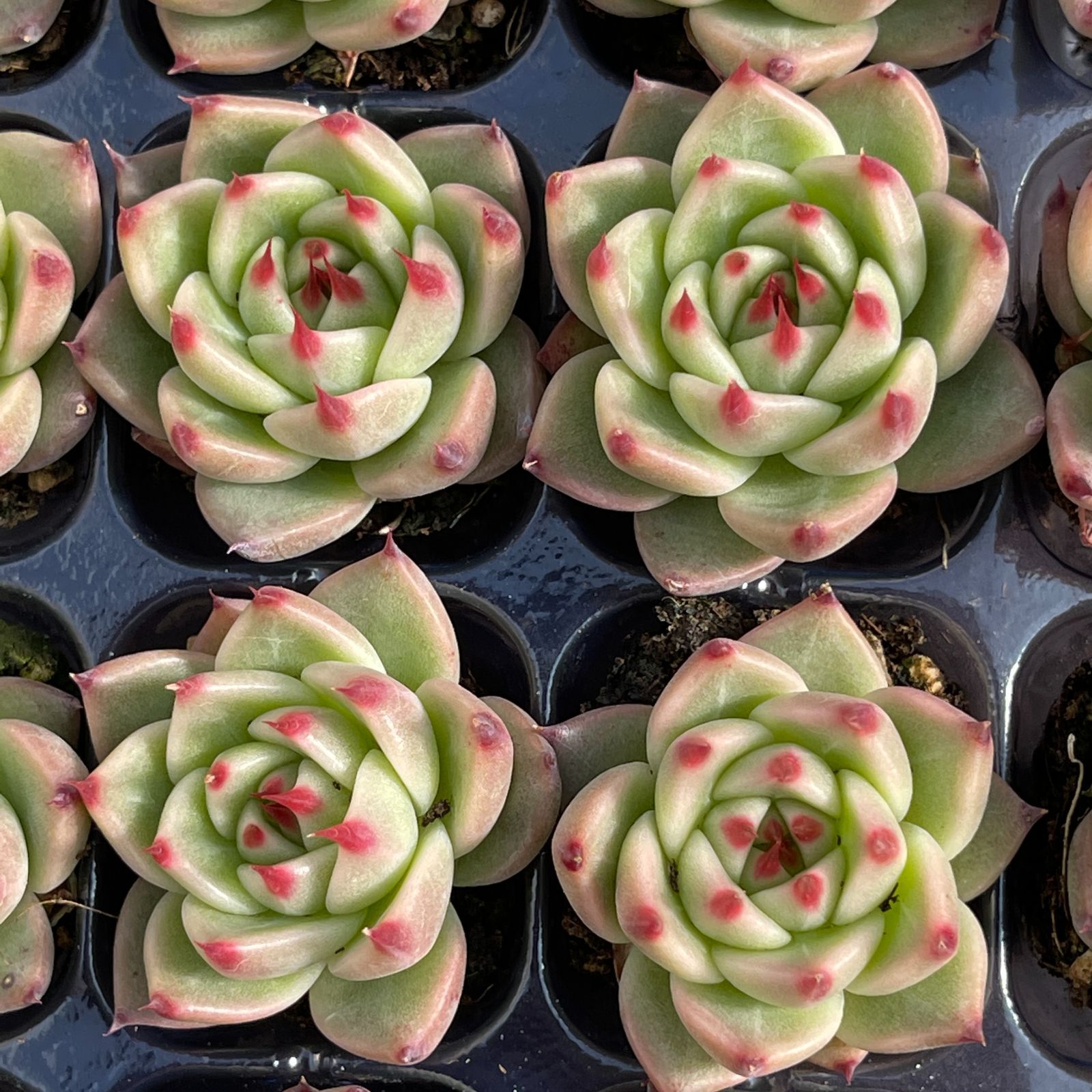 大人気セット トスカネリ MZ14×16株 土付き 詰め合わせ 韓国苗 多肉