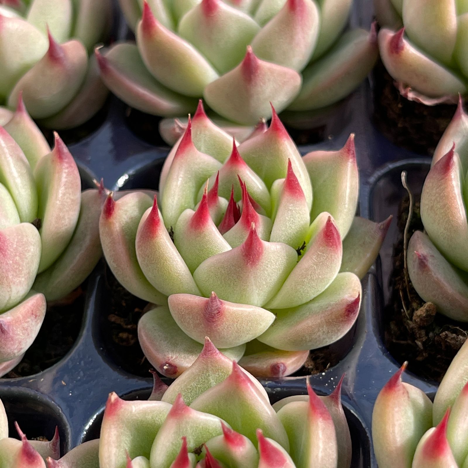 大人気セット トスカネリ MZ14×16株 土付き 詰め合わせ 韓国苗 多肉