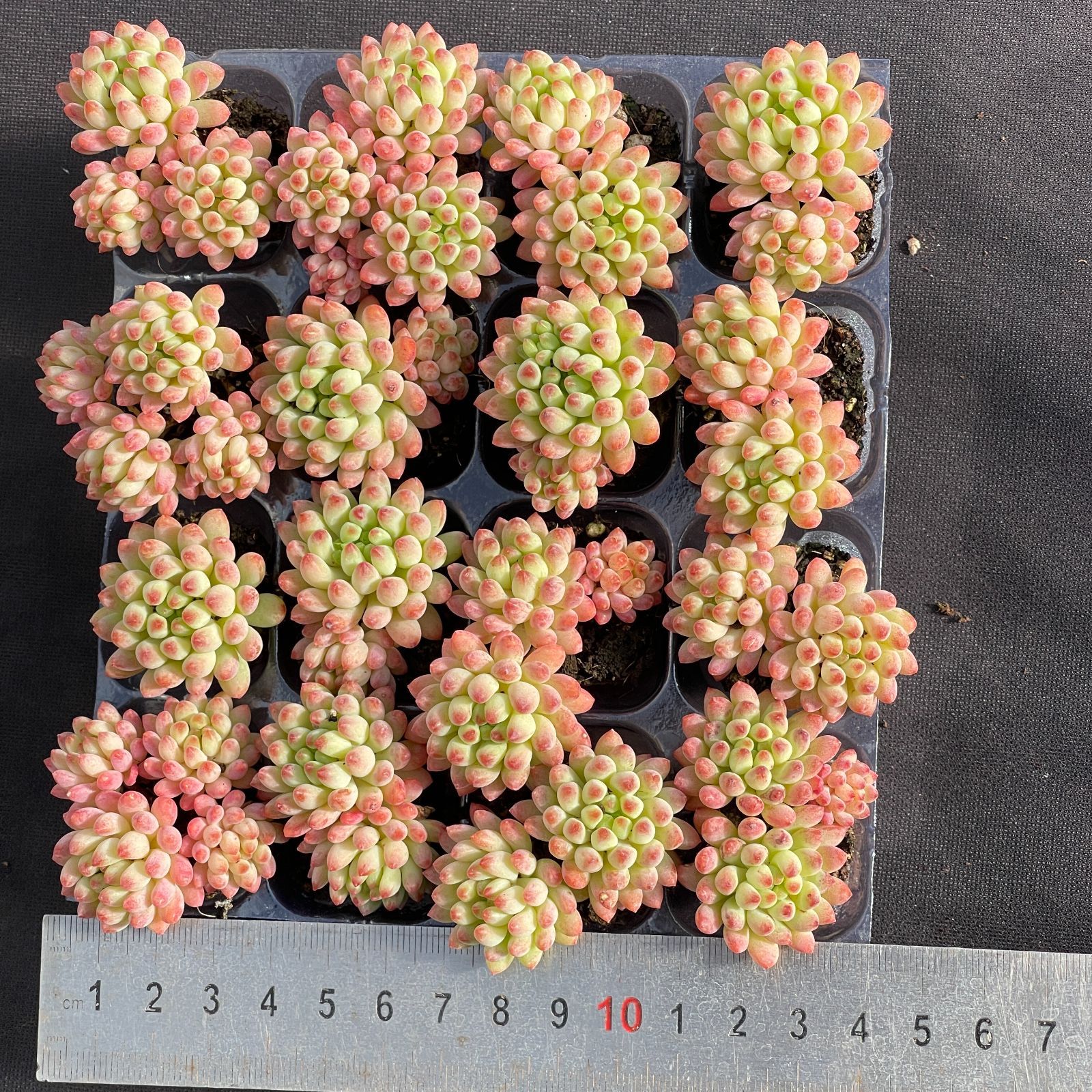 大人気セット 花火 MZ15×16株 土付き 詰め合わせ 韓国苗 多肉植物