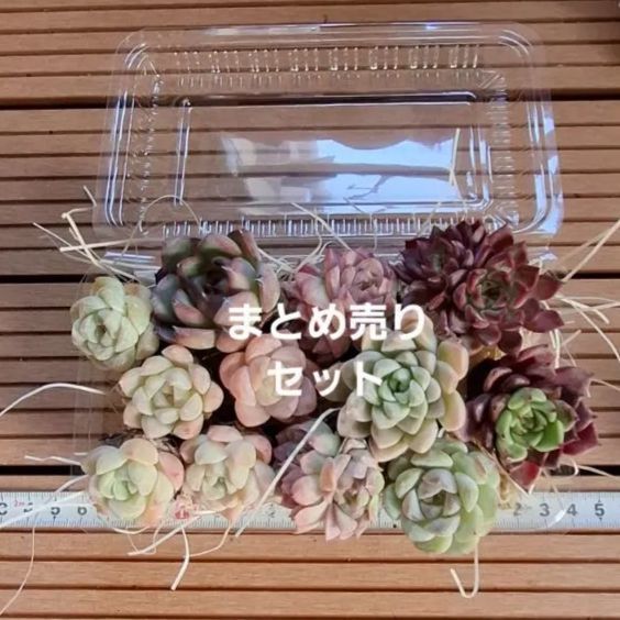 多肉植物『まとめ売り』セット - メルカリ