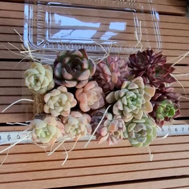 多肉植物『まとめ売り』セット - メルカリ