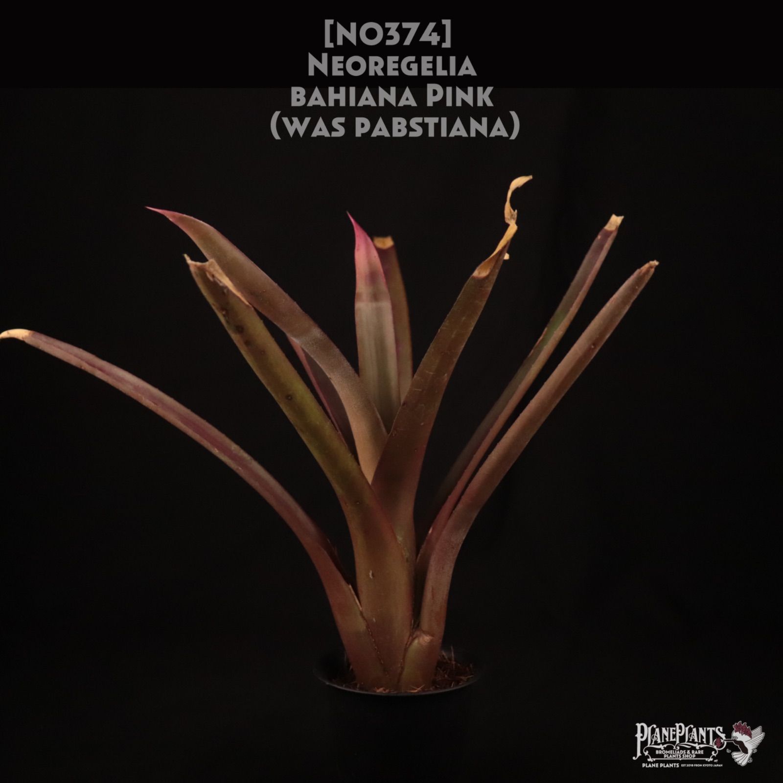 Neoregelia bahiana Pink〔ネオレゲリア〕現品発送N 0374 planeplants