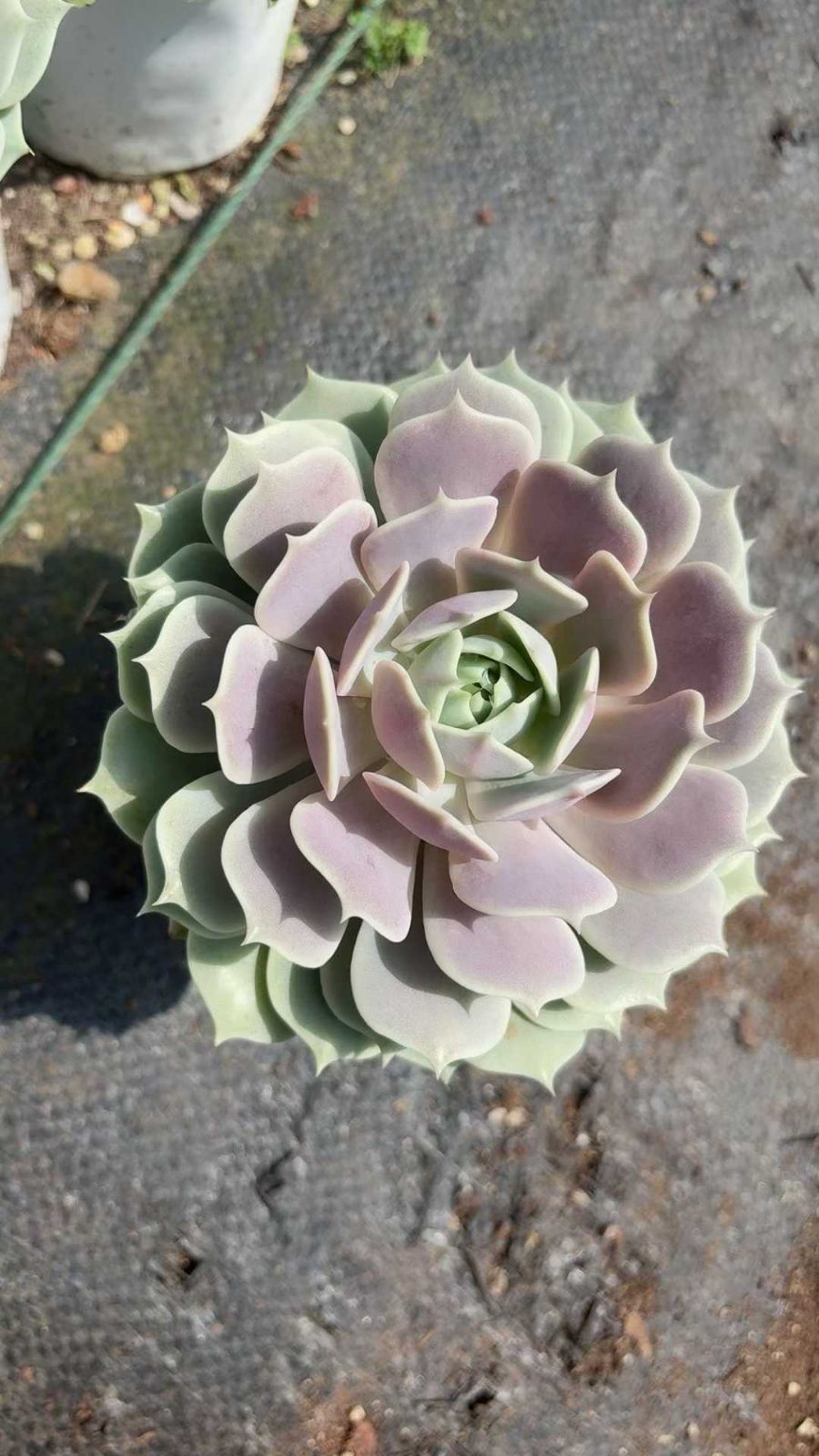 オープン記念セール ルナレン 18株 抜き苗 美苗 エケベリア 多肉植物