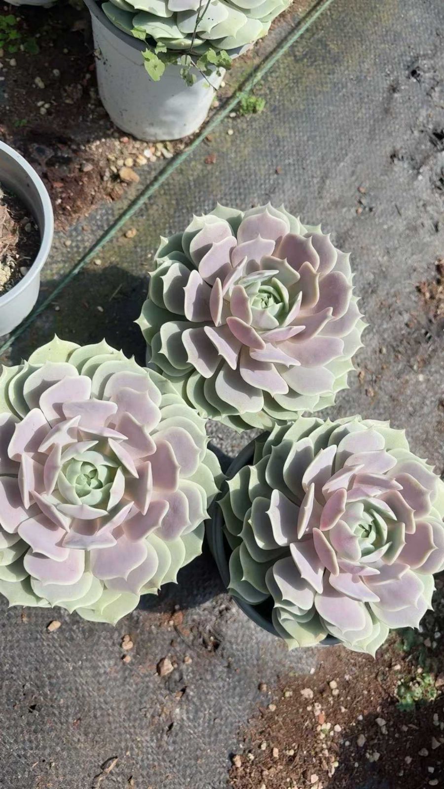 オープン記念セール ルナレン 18株 抜き苗 美苗 エケベリア 多肉植物