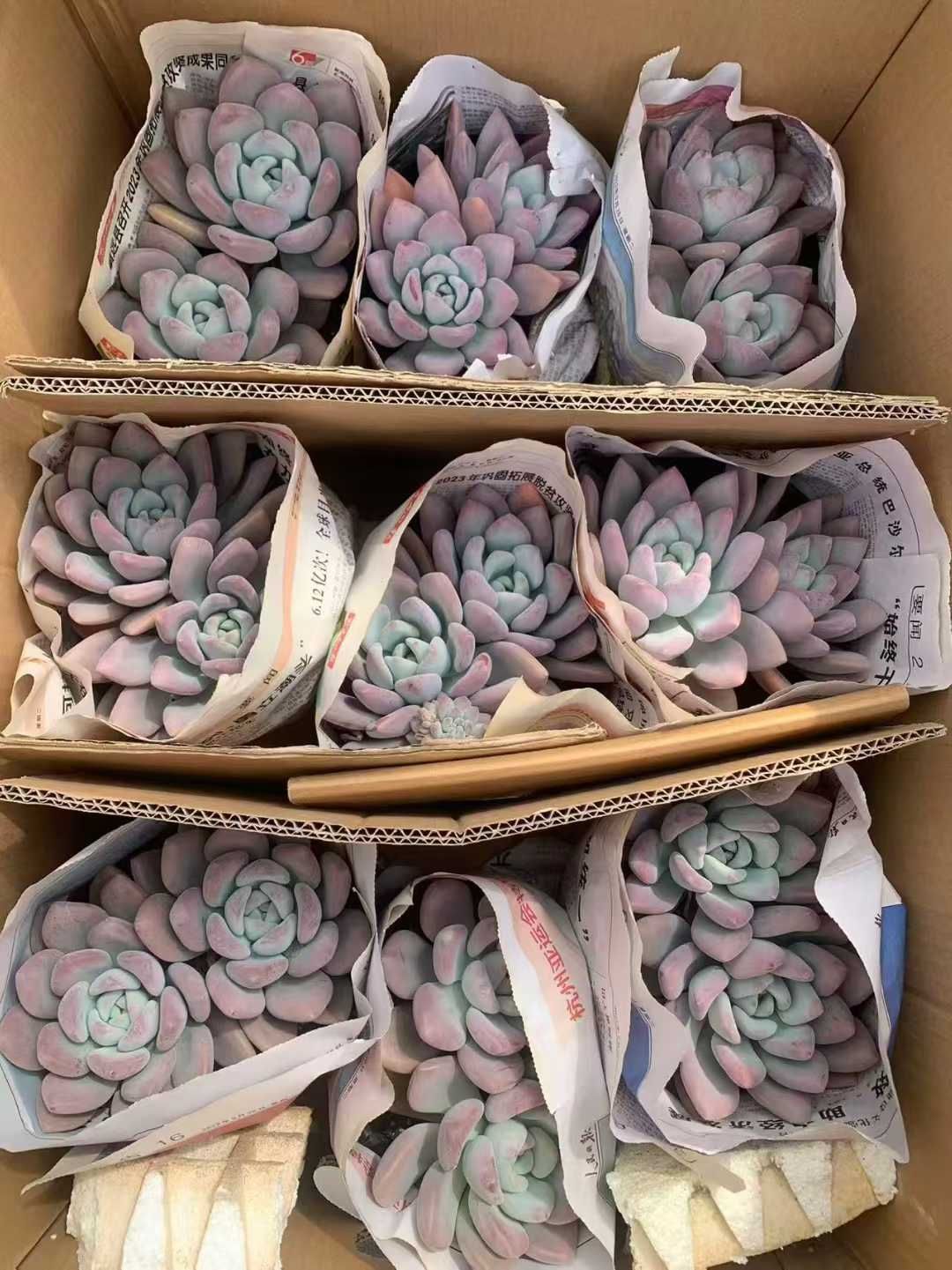 オープン記念 オパリナ 18株 抜き苗 美苗 エケベリア 多肉植物 佐川発送 SF 10