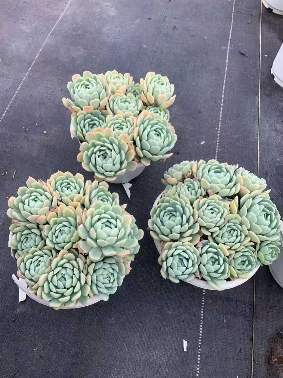 オープン記念 クリームベリー大苗 12株 抜き苗 美苗 エケベリア 多肉植物 佐川発送 SF 16