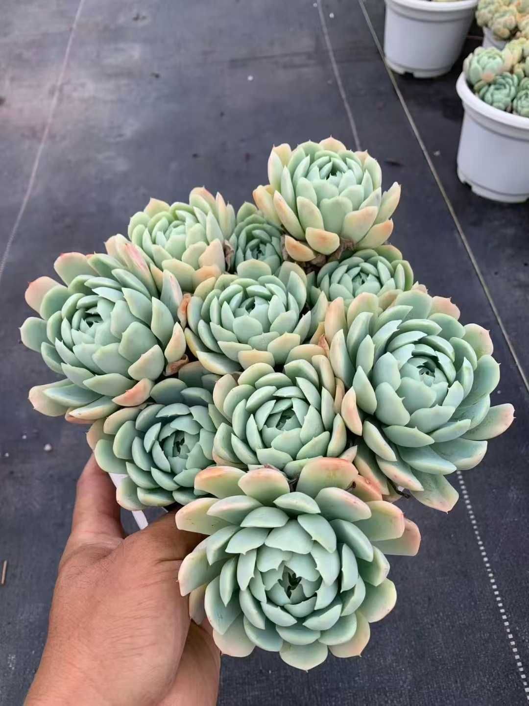 メロン錦　美斑入り　多肉植物　エケベリア　7CM容器 抜き発送 メロン錦 美斑入り 多肉植物 エケベリア 7CM容器 抜き発送 メロン錦 美