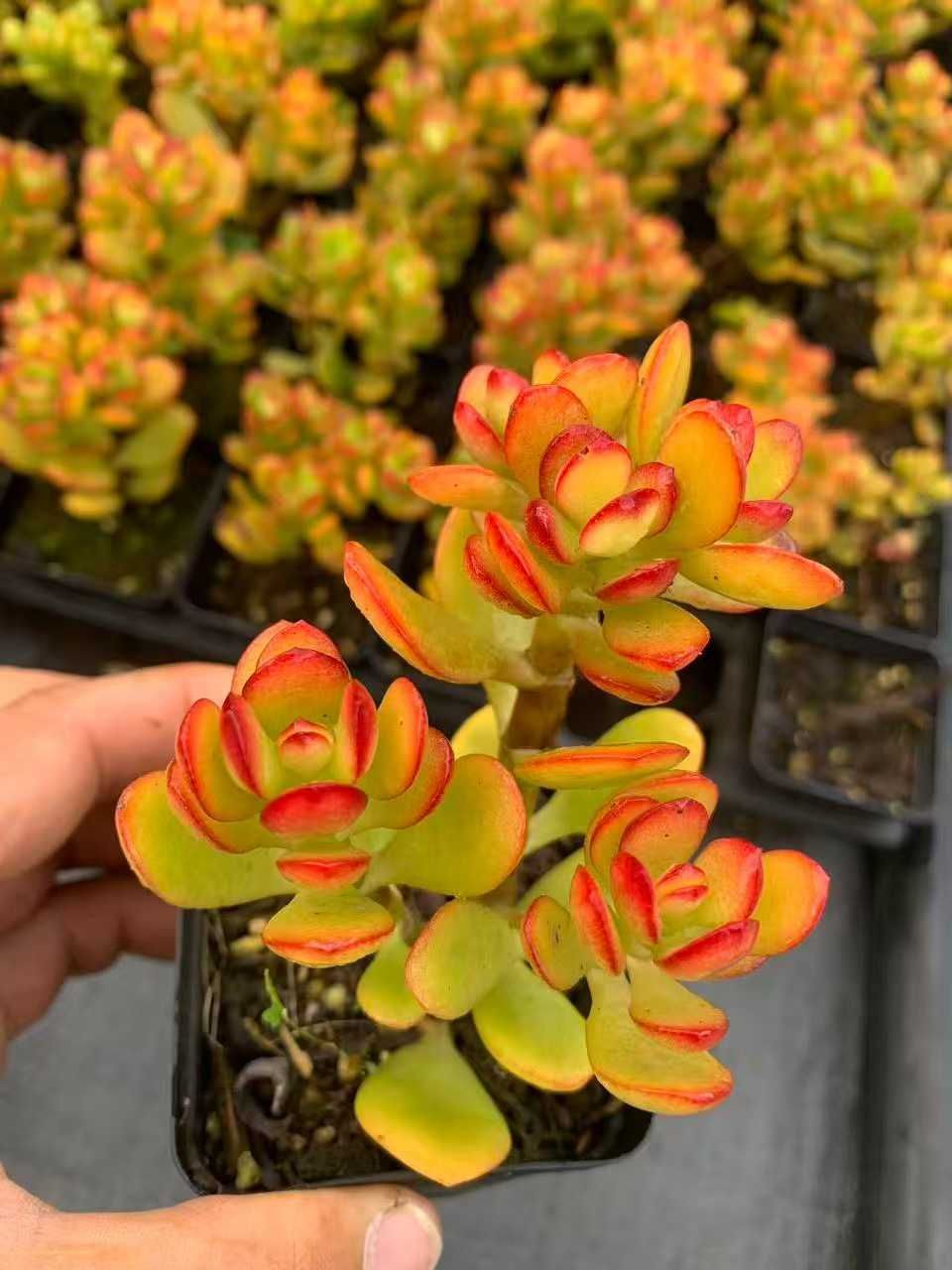 オープン記念 姫花月 50株 抜き苗 美苗 エケベリア 多肉植物 佐川発送 SF 38