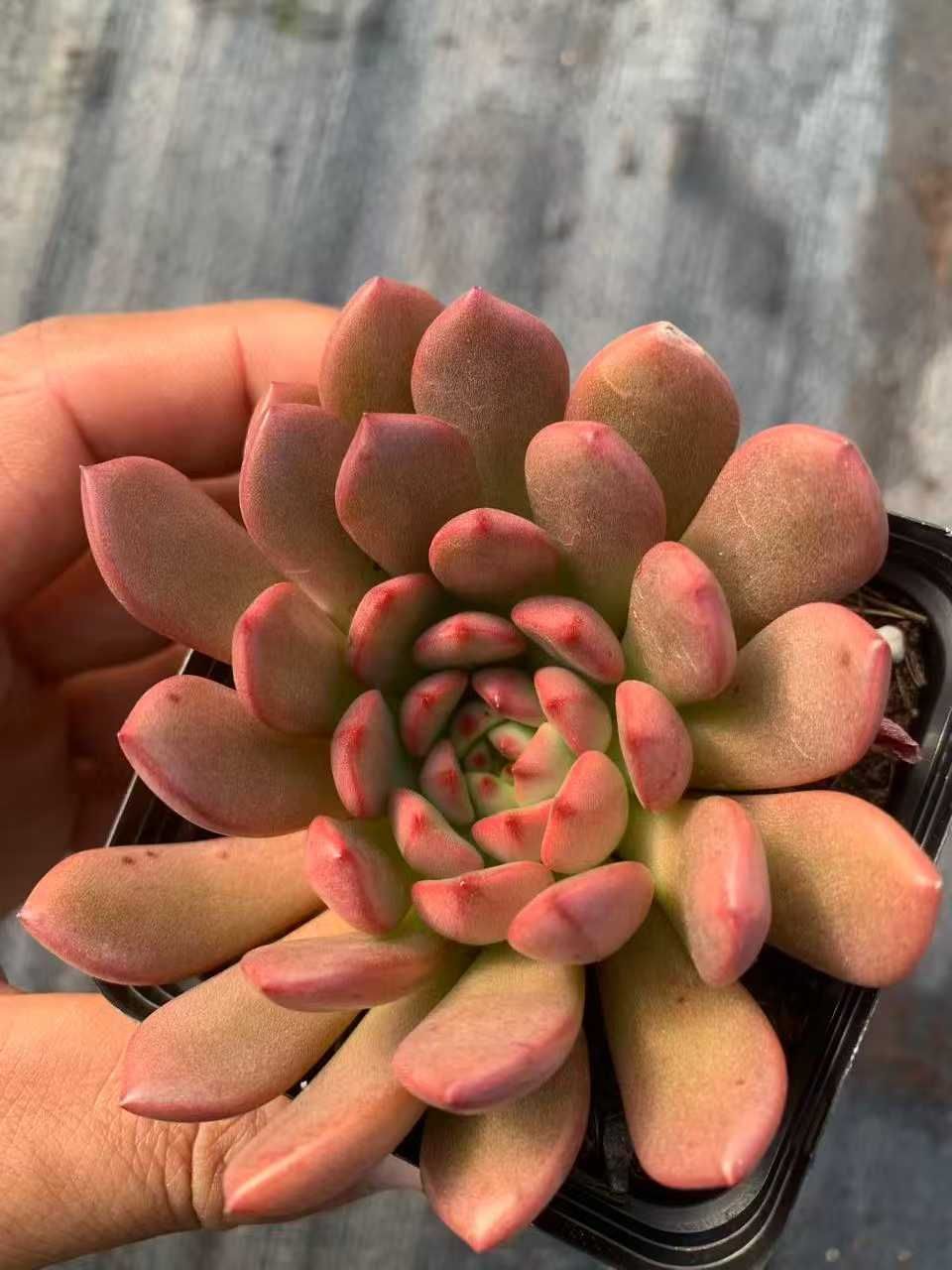 オープン記念 ルビー 50株 抜き苗 美苗 エケベリア 多肉植物 佐川発送 SF 46