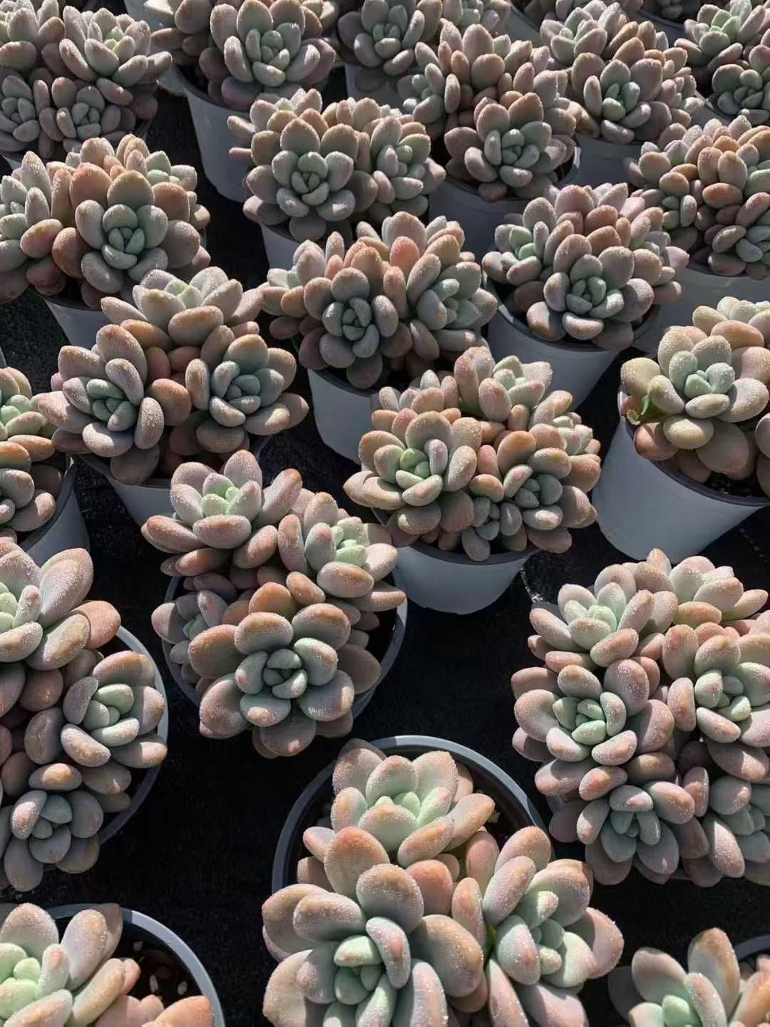 発売中 レッドローシン群生 18鉢 土鉢付き 美苗 エケベリア 多肉植物 佐川発送 SF 49