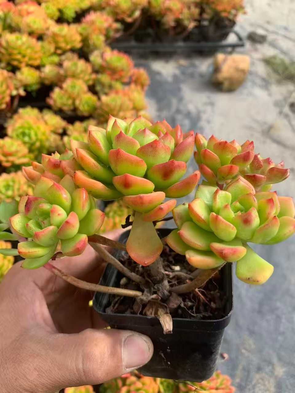 オープン記念 レジティア 50株 抜き苗 美苗 エケベリア 多肉植物 佐川発送 SF 53