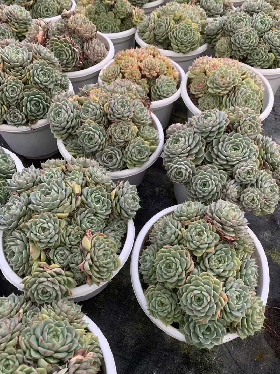 オープン記念 ペンパルテイス 12株 抜き苗 美苗 エケベリア 多肉植物 佐川発送 SF 58