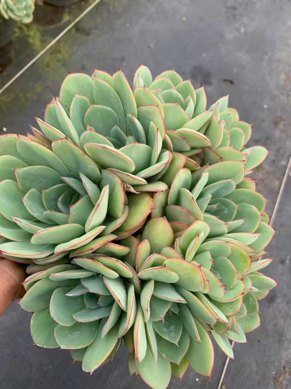 オープン記念 グリーンボタン 12株 抜き苗 美苗 エケベリア 多肉植物 佐川発送 SF 59