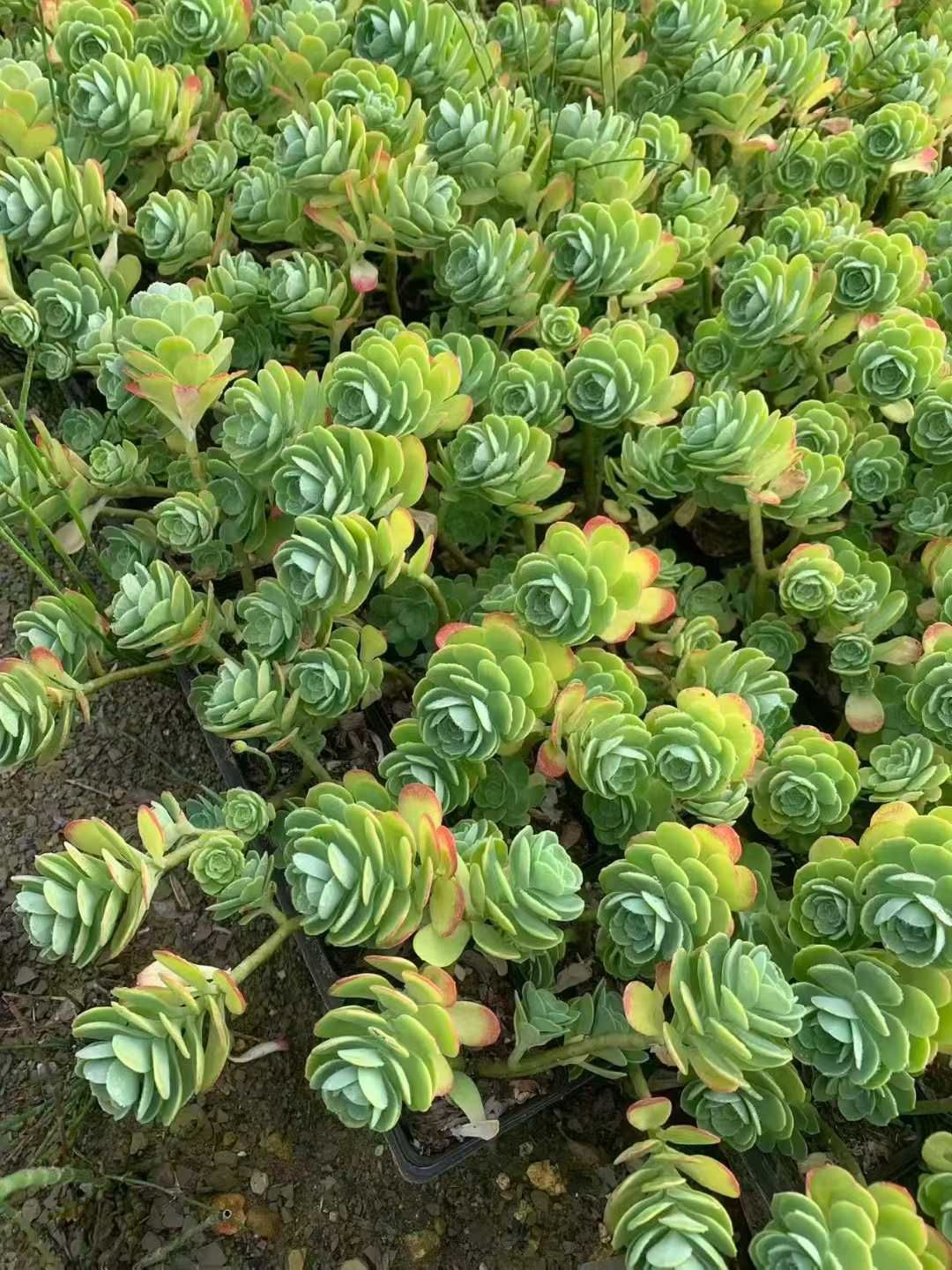 オープン記念 セダム パルメリ 50株 抜き苗 美苗 エケベリア 多肉植物 佐川発送 SF 64