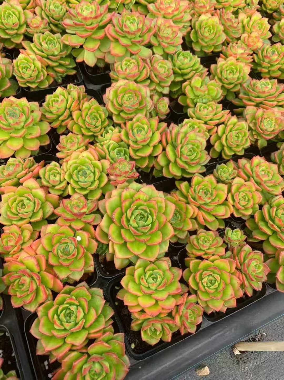 オープン記念 レジティア 50株 抜き苗 美苗 エケベリア 多肉植物 佐川発送 SF 65