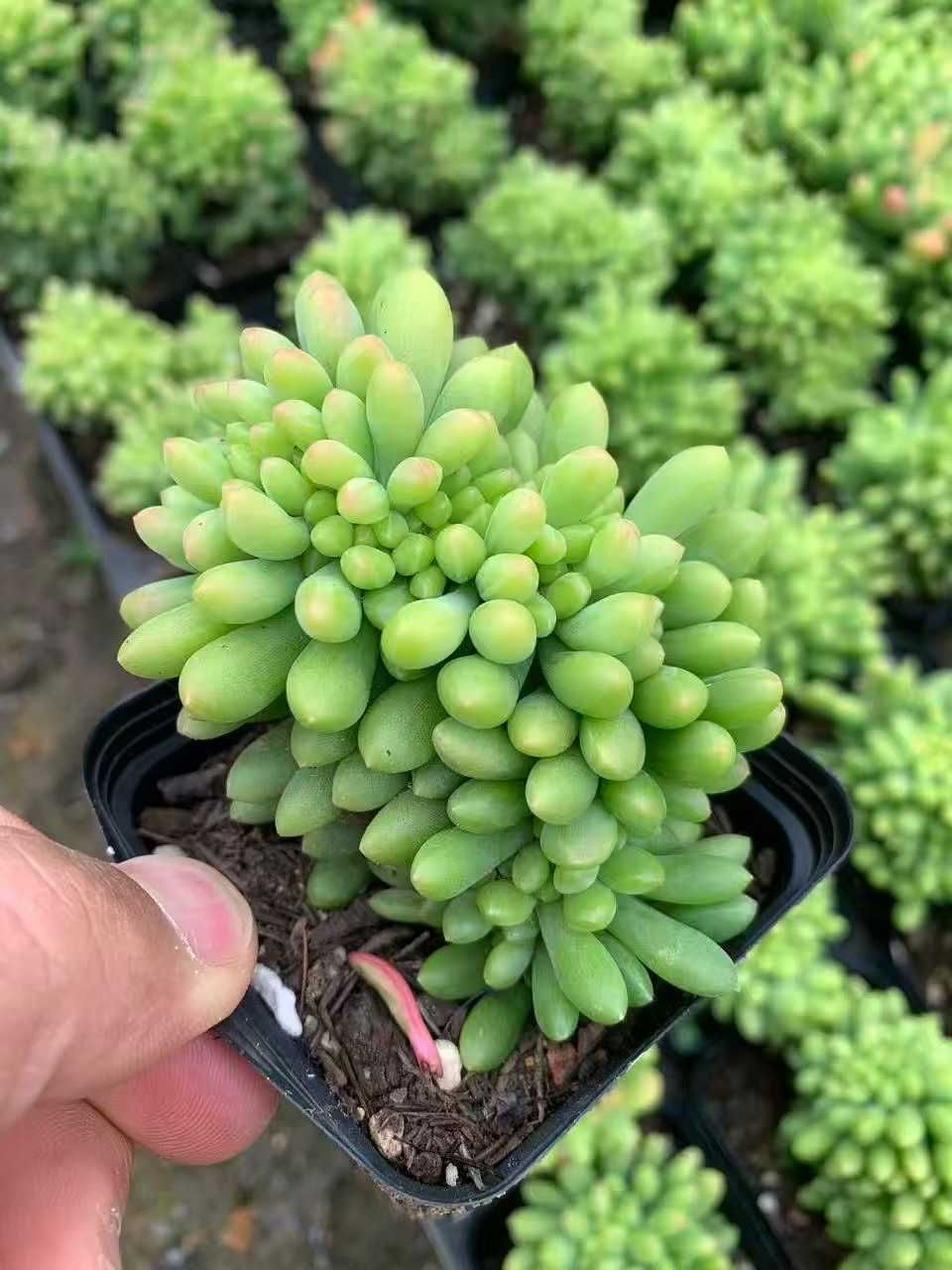 オープン記念 レモンフィンガー石化 50株 抜き苗 美苗 エケベリア 多肉植物 佐川発送 SF 77