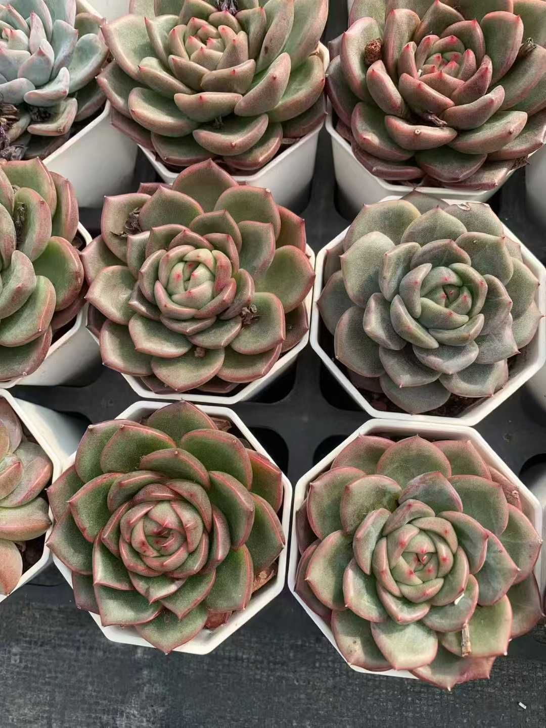 オープン記念 グリーンドラゴン 50株 抜き苗 美苗 エケベリア 多肉植物 佐川発送 SF 95