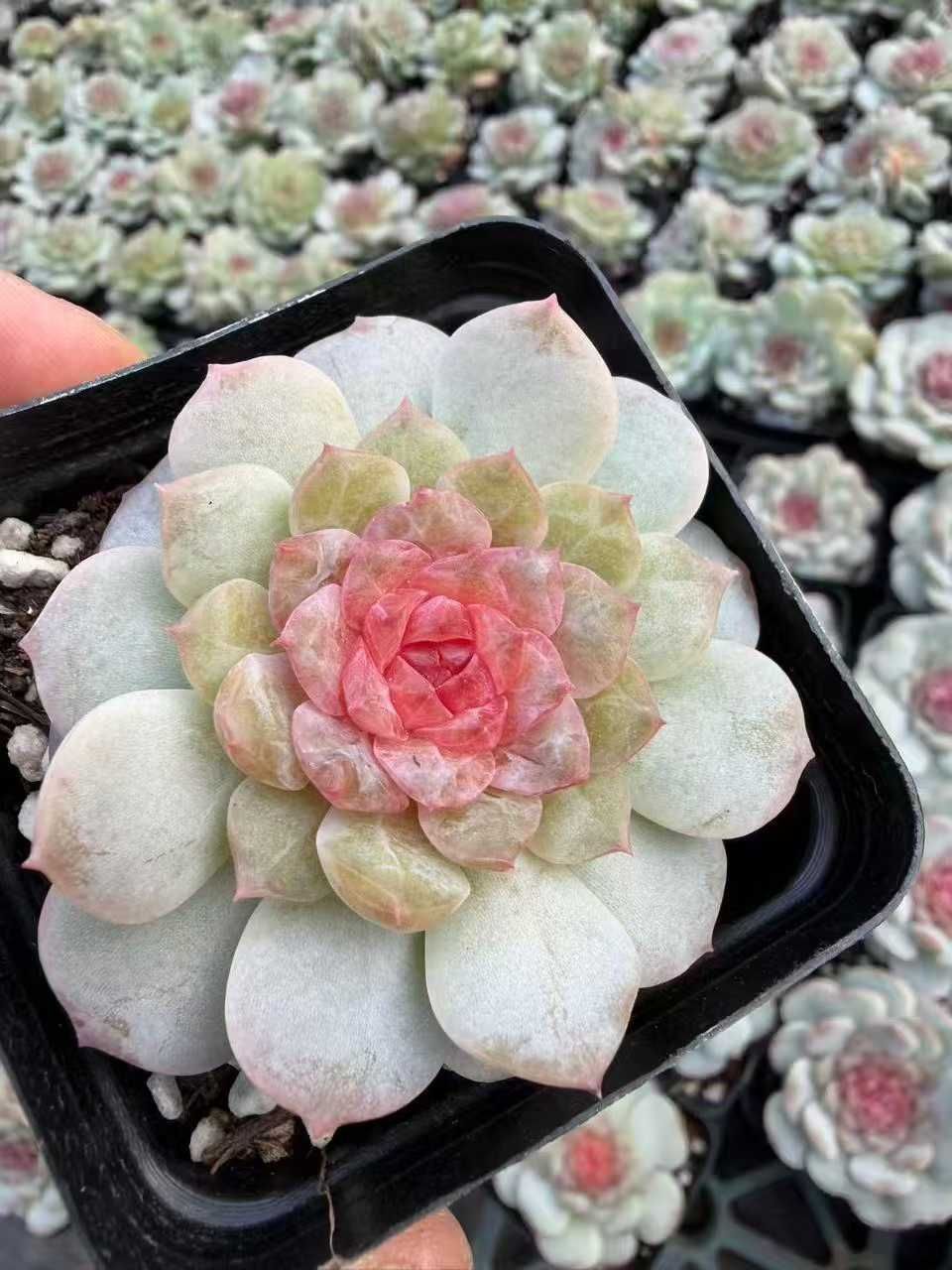 オープン記念 ドリームジェニー 50株 抜き苗 美苗 エケベリア 多肉植物 佐川発送 SF 99