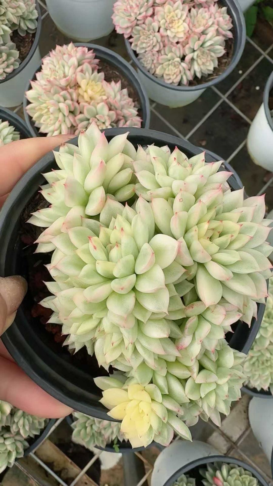 オープン記念セール 女雛錦 12株 抜き苗 美苗 エケベリア 多肉植物