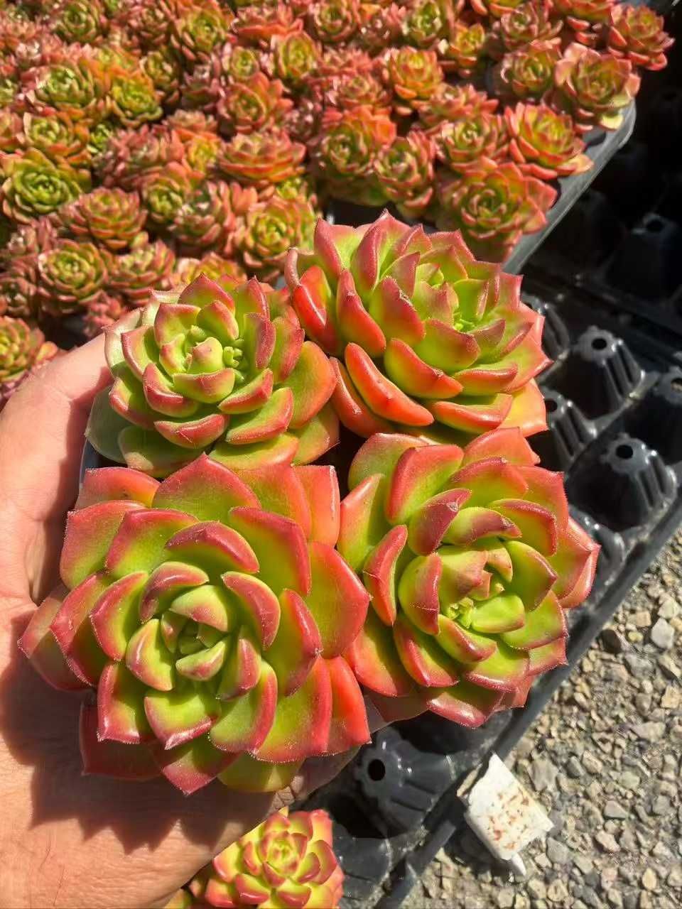 発売中 レジティア 35鉢 土鉢付き 美苗 エケベリア 多肉植物 佐川発送 SF 117