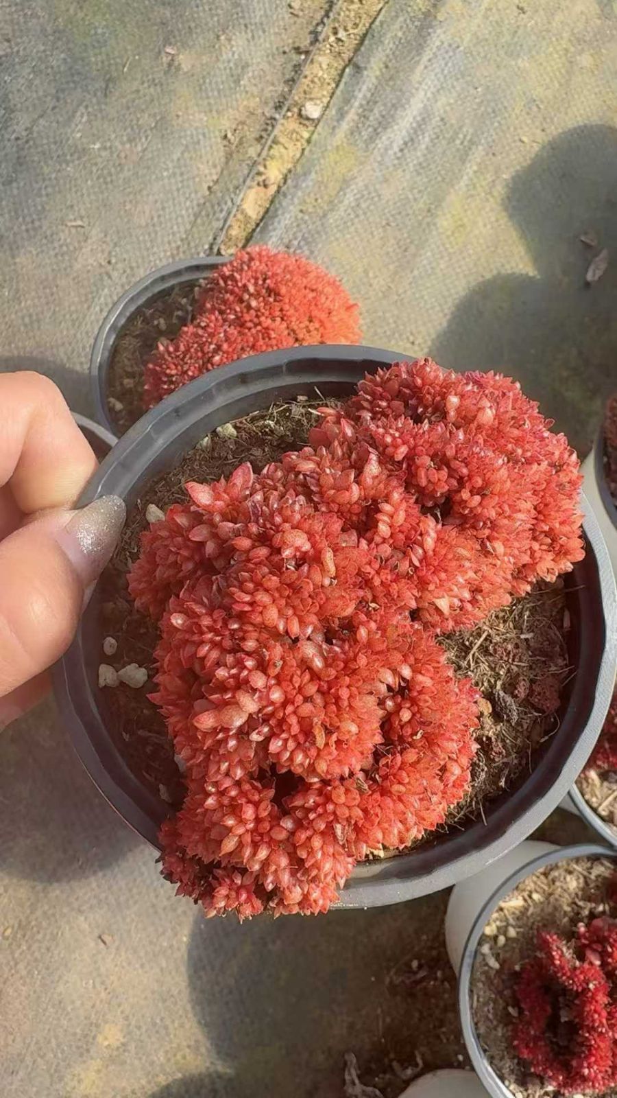 オープン記念 キャンディー石化 24株 抜き苗 美苗 エケベリア 多肉植物 佐川発送 SF 120