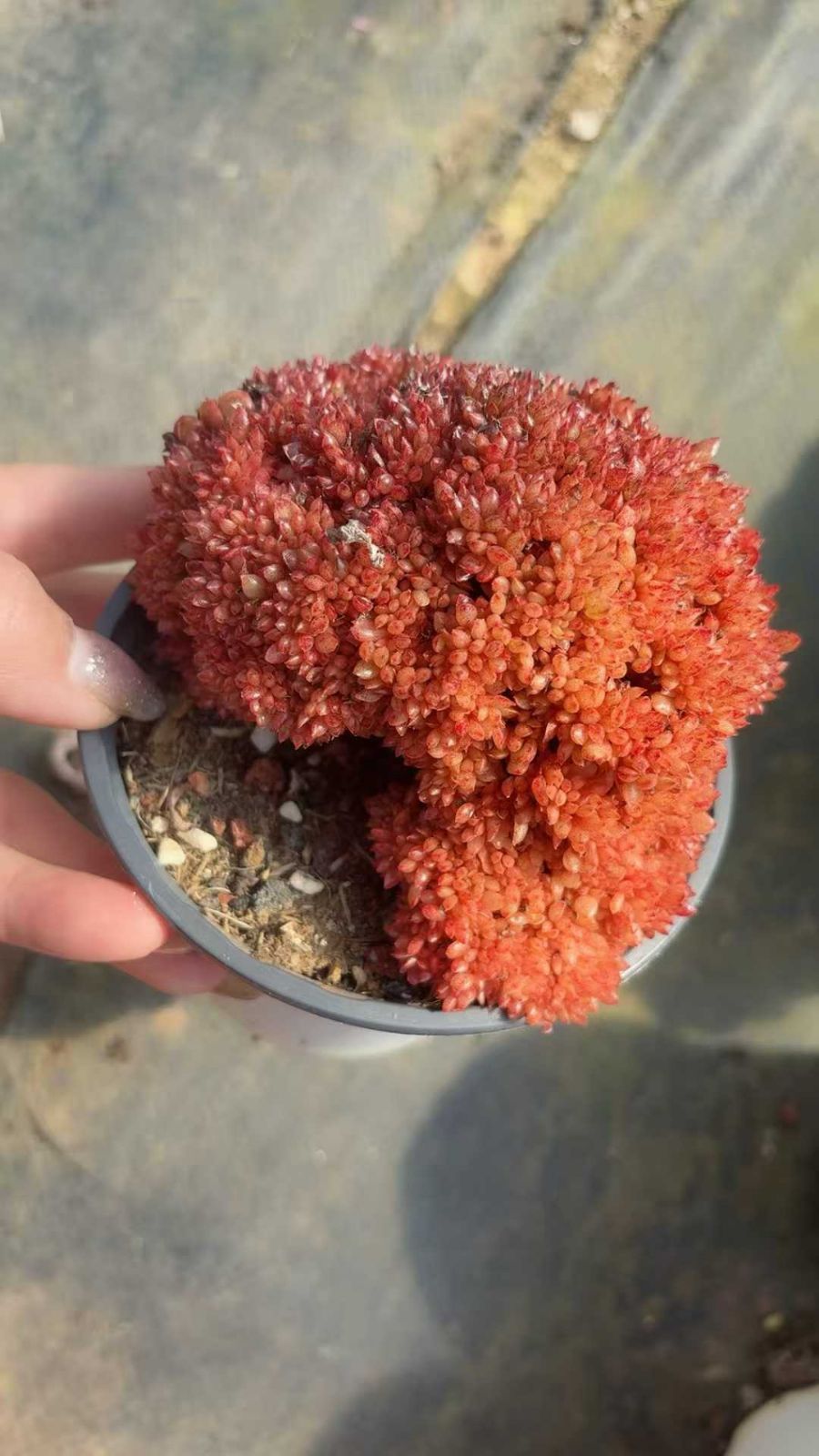 オープン記念 キャンディー石化 24株 抜き苗 美苗 エケベリア 多肉植物 佐川発送 SF 120