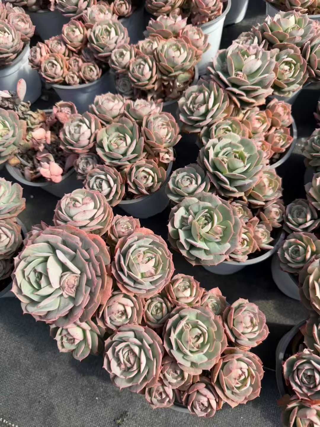 発売中 ロゼット 24鉢 土鉢付き 美苗 エケベリア 多肉植物 佐川発送 SF 121