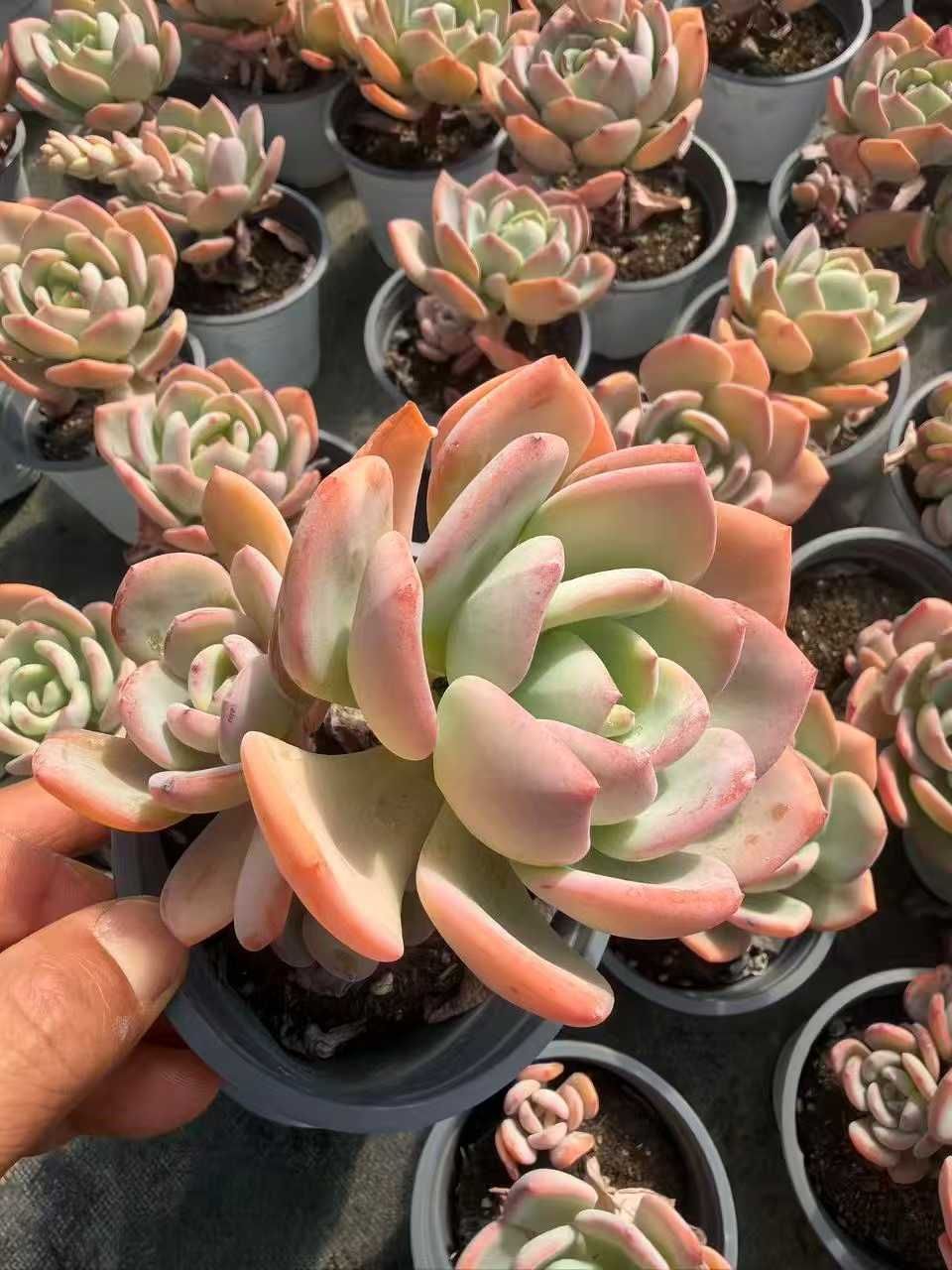 オープン記念セール ムーンライト・小苗付き 24株 抜き苗 美苗