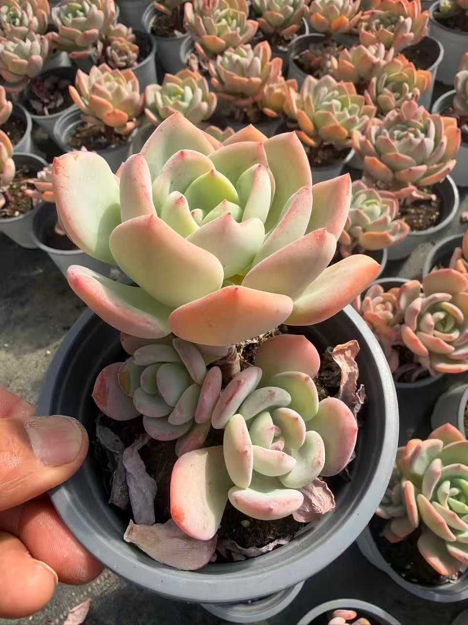 オープン記念 ムーンライト 小苗付き 24株 抜き苗 美苗 エケベリア 多肉植物 佐川発送 SF 122 スプレーボトル その他多肉植物 