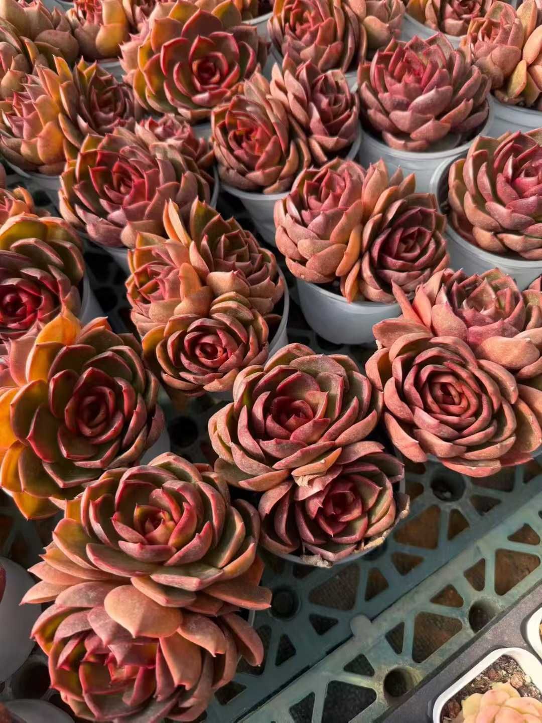 オープン記念 レッドライト2頭 24株 抜き苗 美苗 エケベリア 多肉植物 佐川発送 SF 126