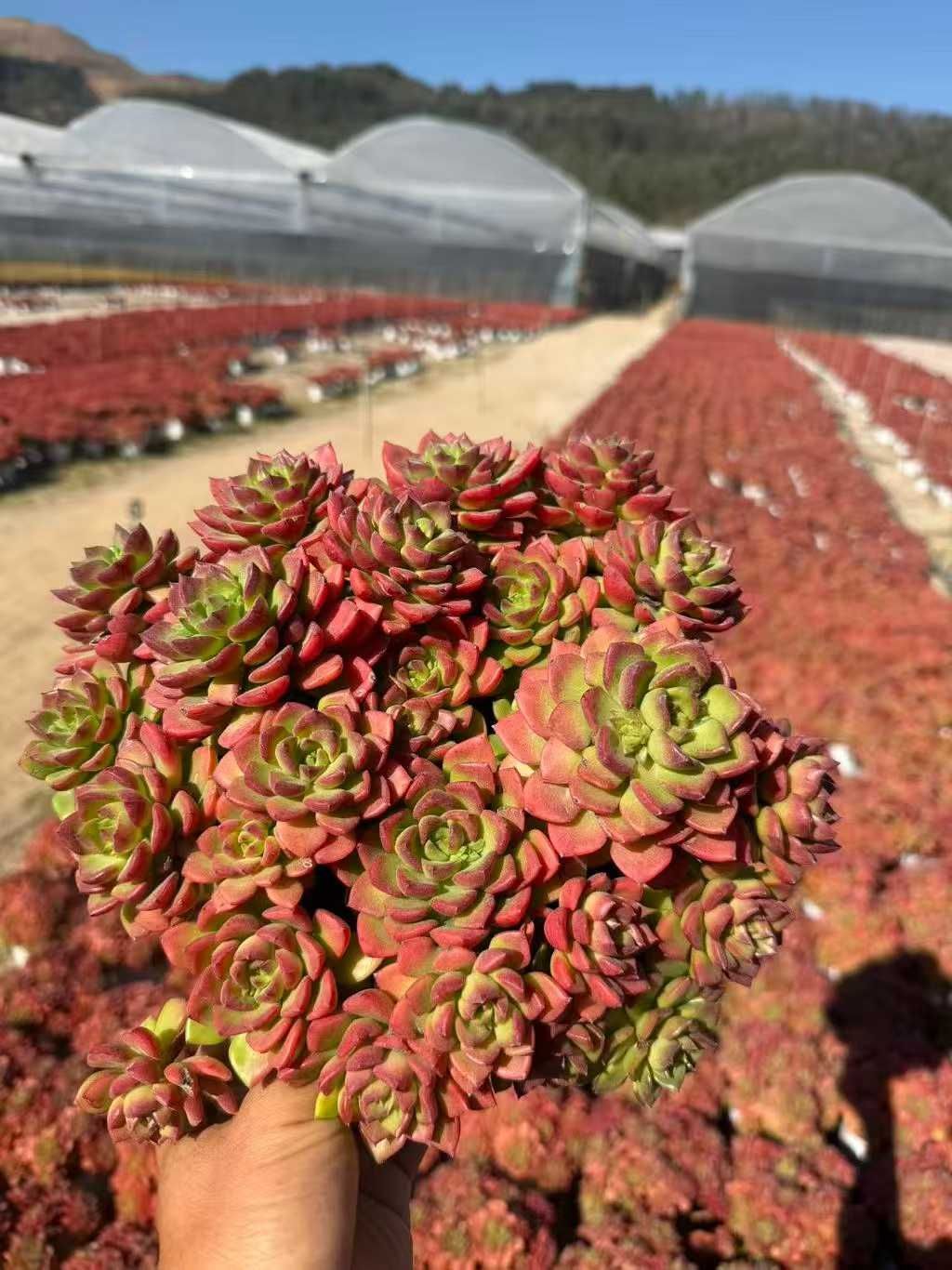 オープン記念 レジティア 12株 抜き苗 美苗 エケベリア 多肉植物 佐川発送 SF 130
