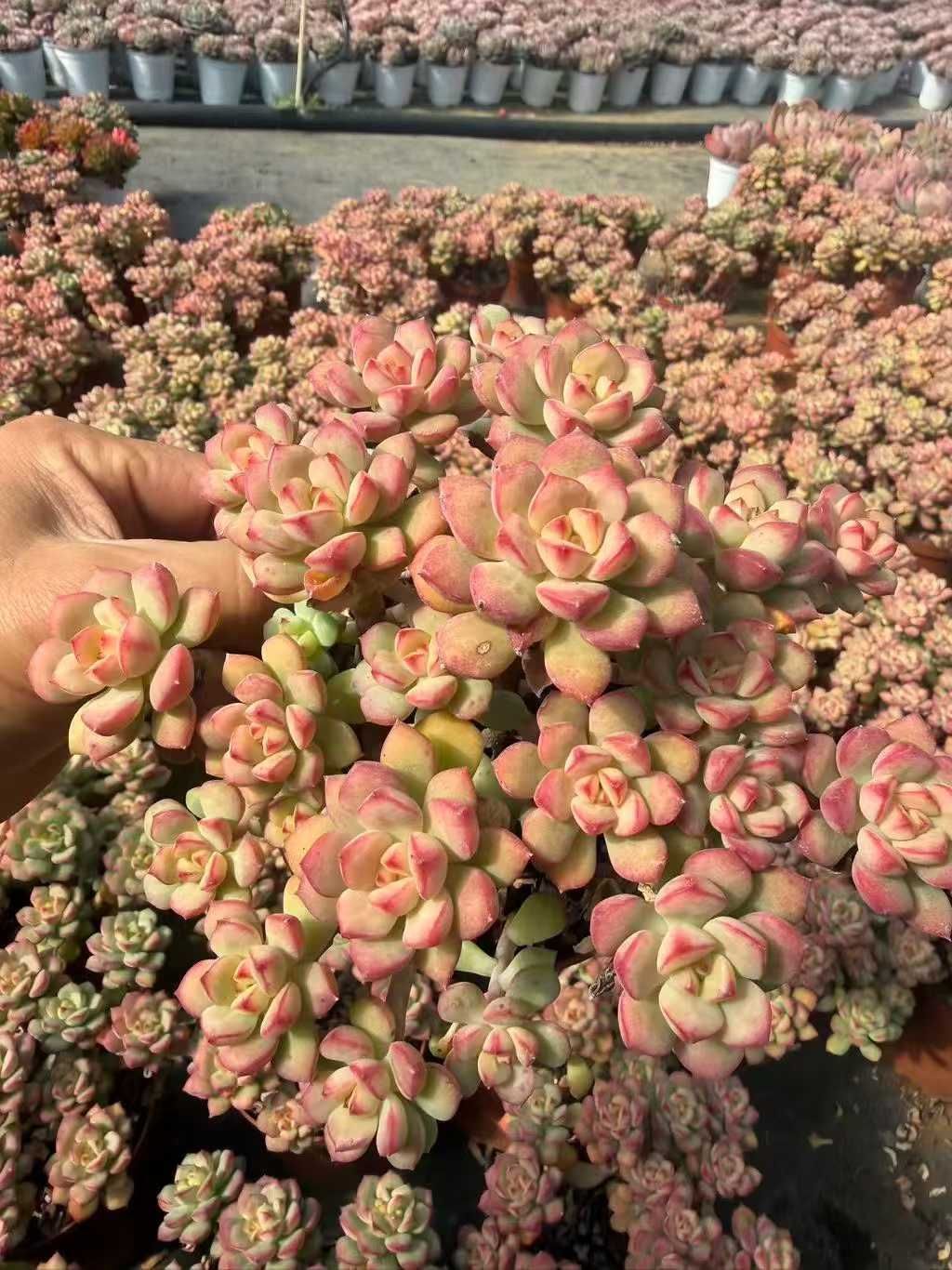 発売中 タンゴ 24鉢 土鉢付き 美苗 エケベリア 多肉植物 佐川発送 SF 131