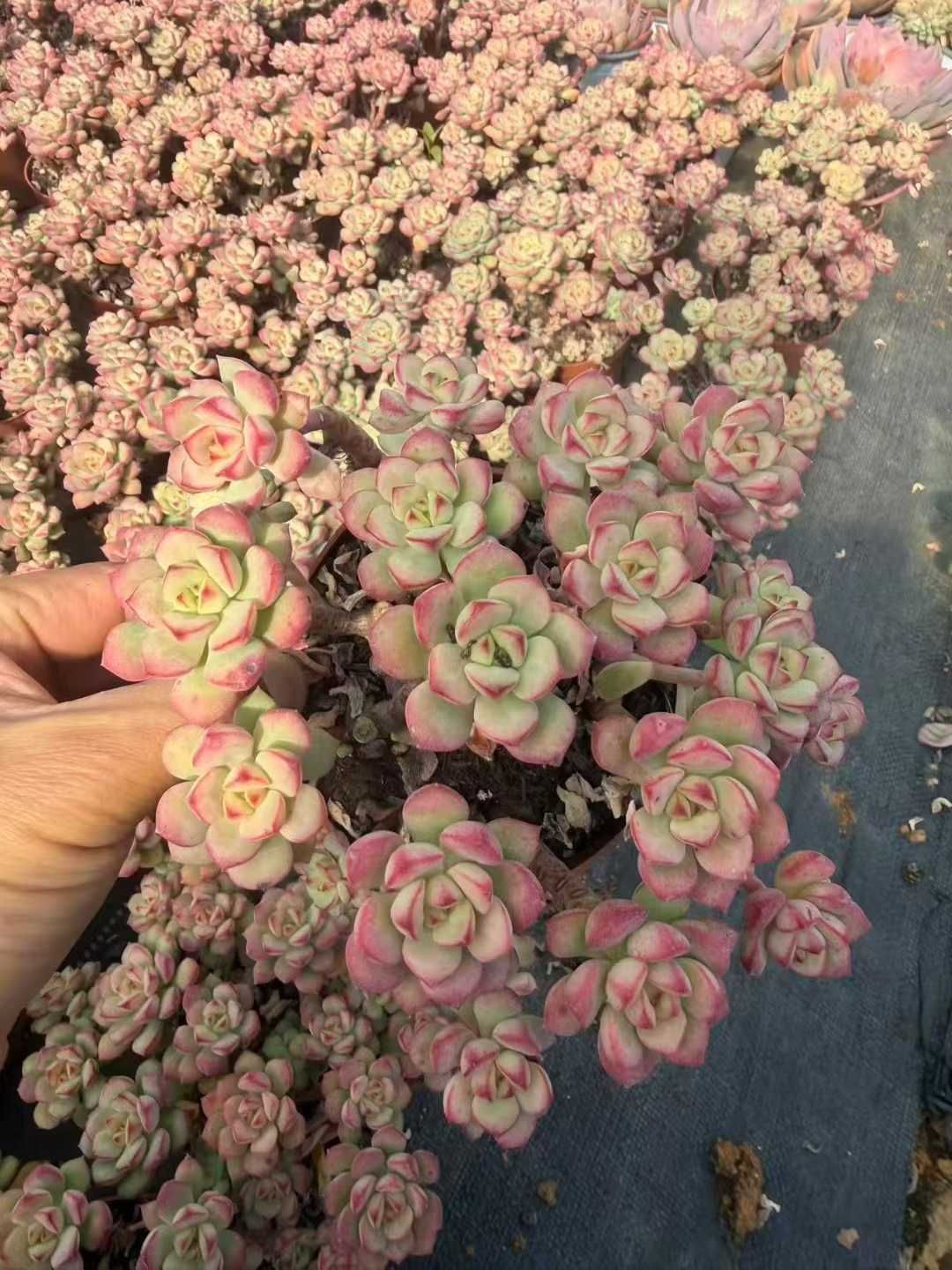 発売中 タンゴ 24鉢 土鉢付き 美苗 エケベリア 多肉植物 佐川発送 SF 131