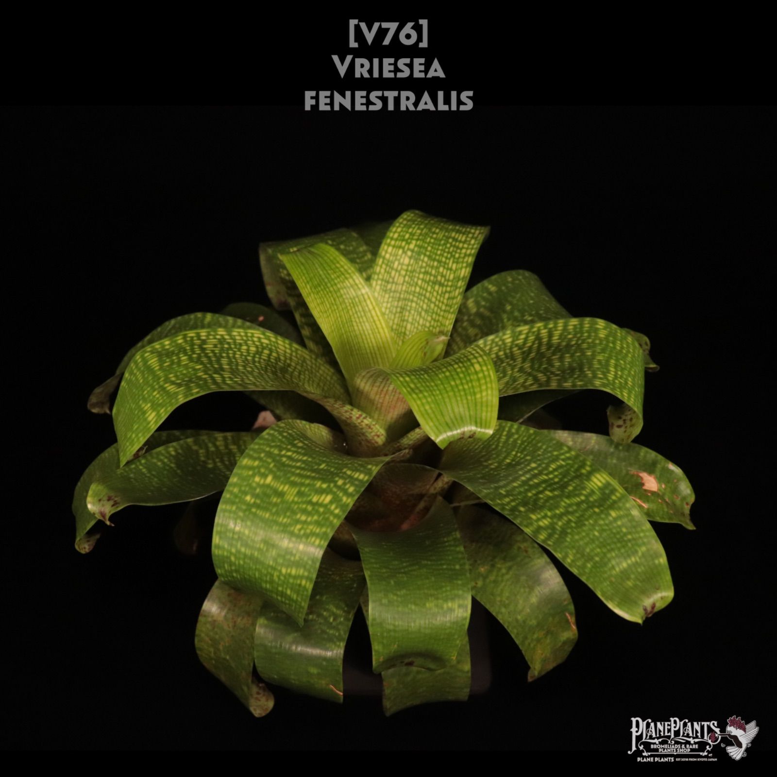Vriesea fenestralis〔フリーセア〕現品発送V 0076 planeplants