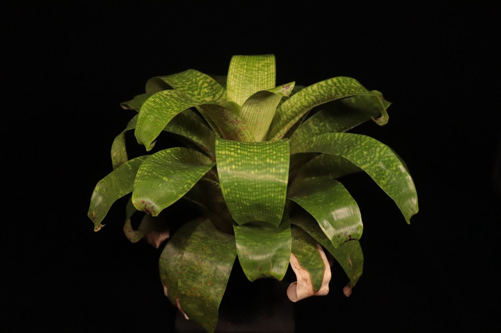 Vriesea fenestralis〔フリーセア〕現品発送V 0076 planeplants