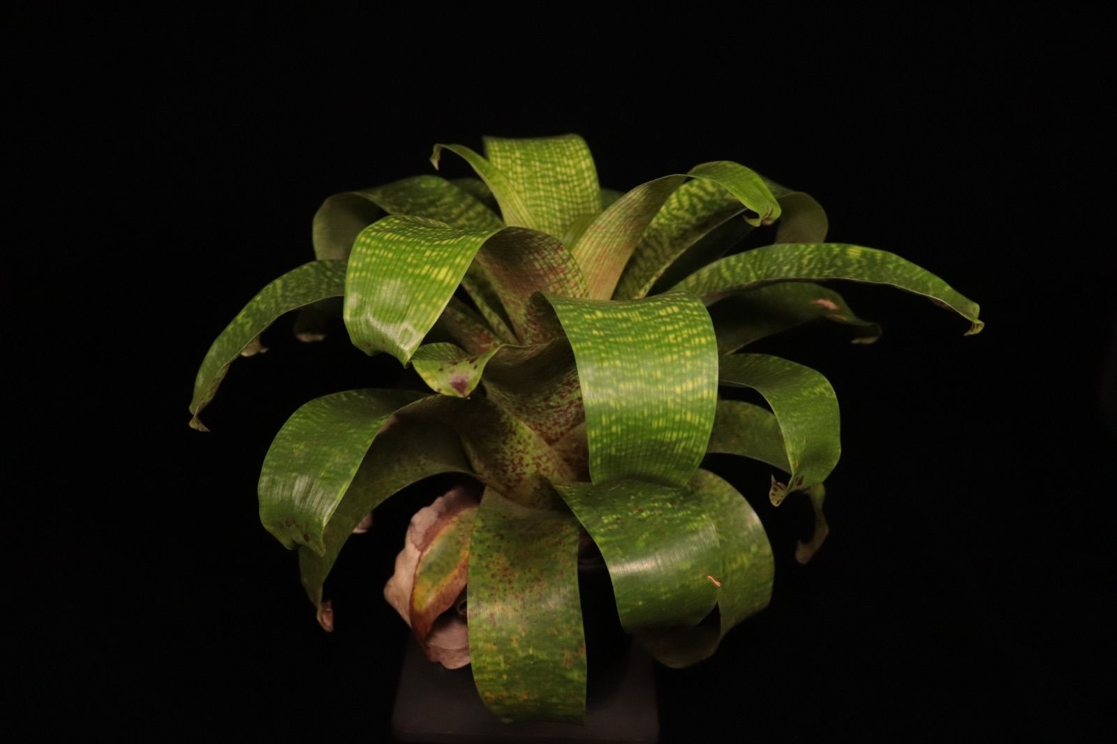 送料無料】Vriesea fenestralis〔フリーセア〕現品発送V0076