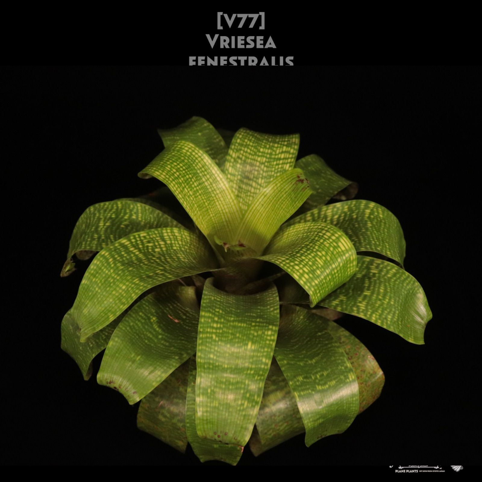 送料無料】Vriesea fenestralis〔フリーセア〕現品発送V0077