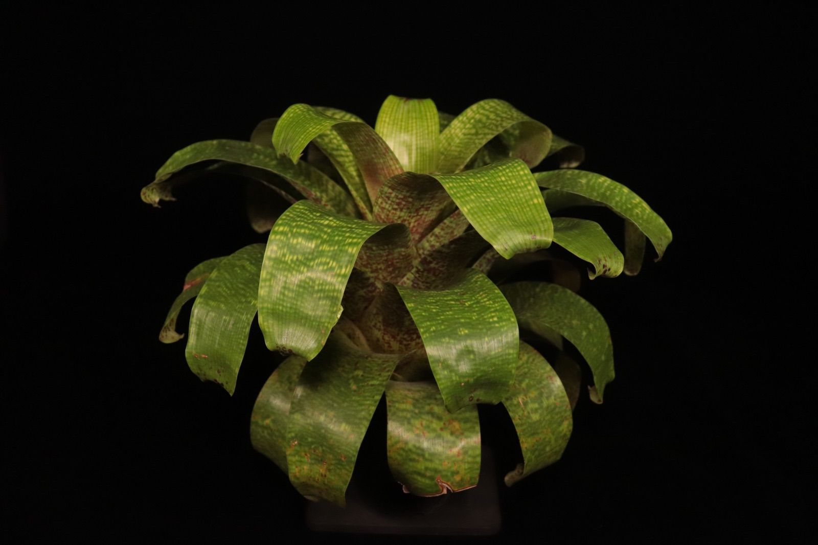 ブロメリア・エアープランツ Vriesea Fenestralis 送料無料】Vriesea fenestralis〔フリーセア〕現品発送V0077