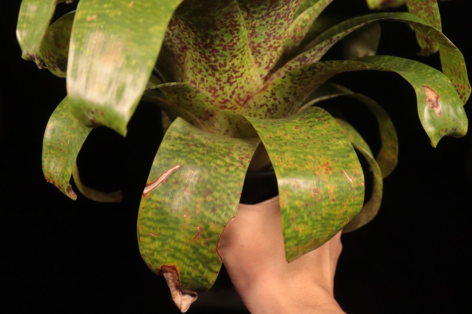 送料無料】Vriesea fenestralis〔フリーセア〕現品発送V0077