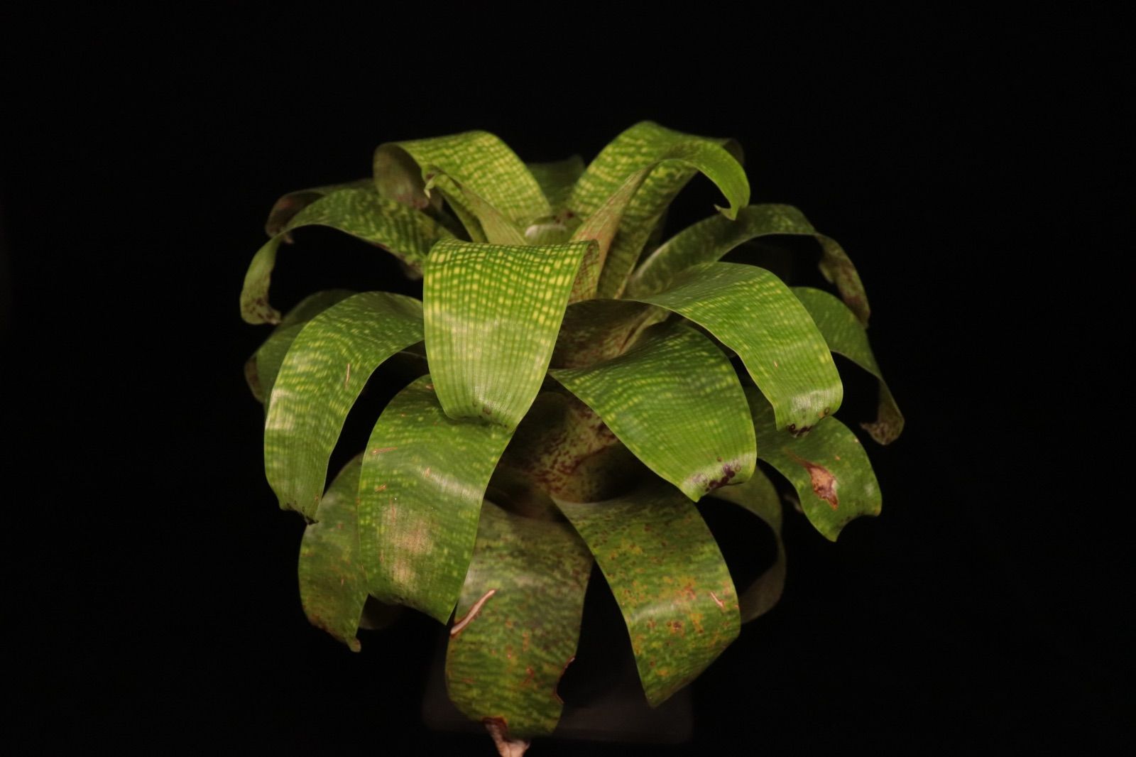 Vriesea fenestralis〔フリーセア〕現品発送V 0077 planeplants