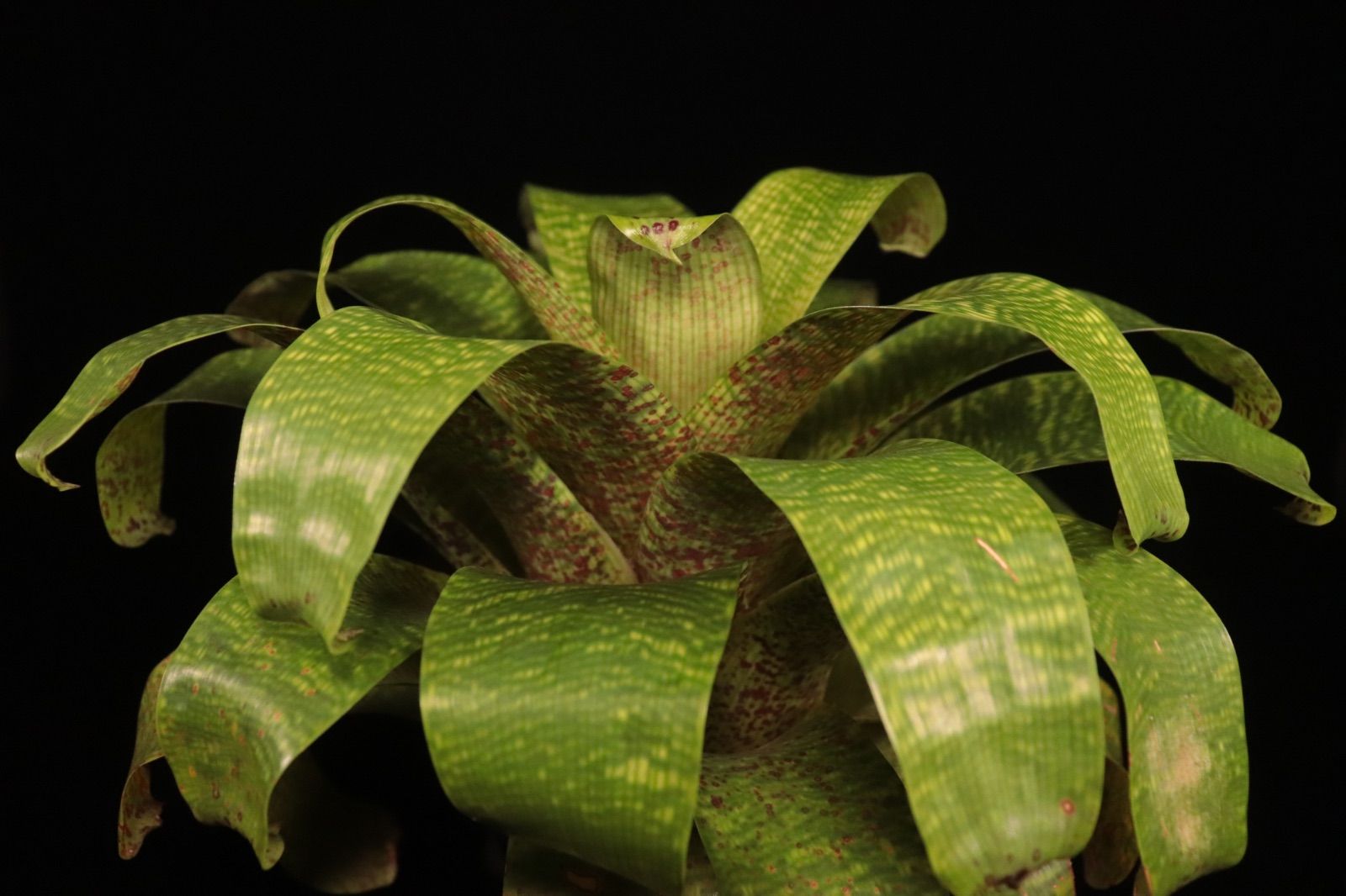 送料無料】Vriesea fenestralis〔フリーセア〕現品発送V0077