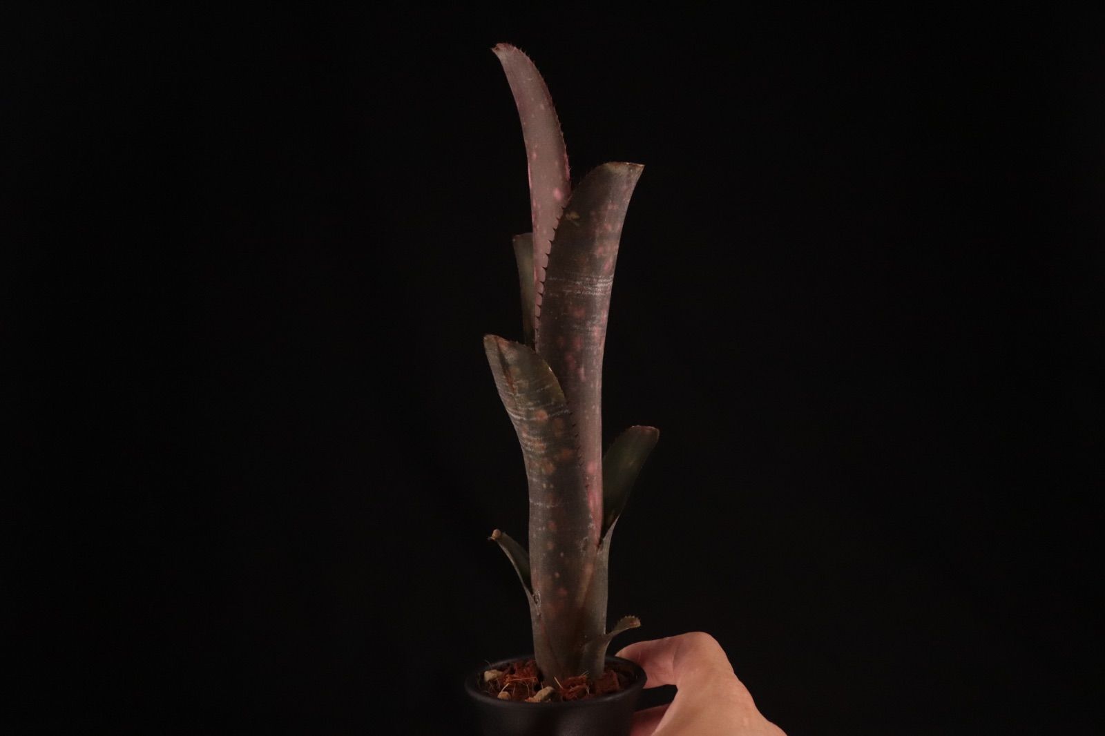 送料無料】Billbergia 'Incendiary delight'〔ビルベルギア〕現品発送