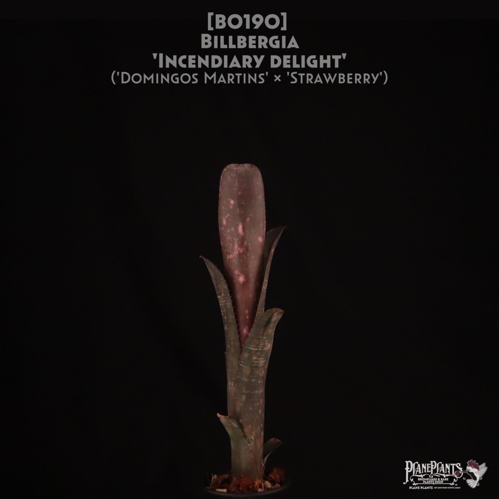 送料無料】Billbergia 'Incendiary delight'〔ビルベルギア〕現品発送