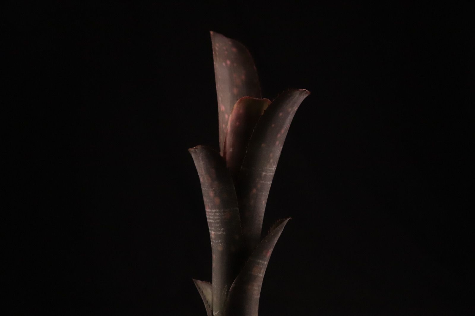 送料無料】Billbergia 'Incendiary delight'〔ビルベルギア〕現品発送