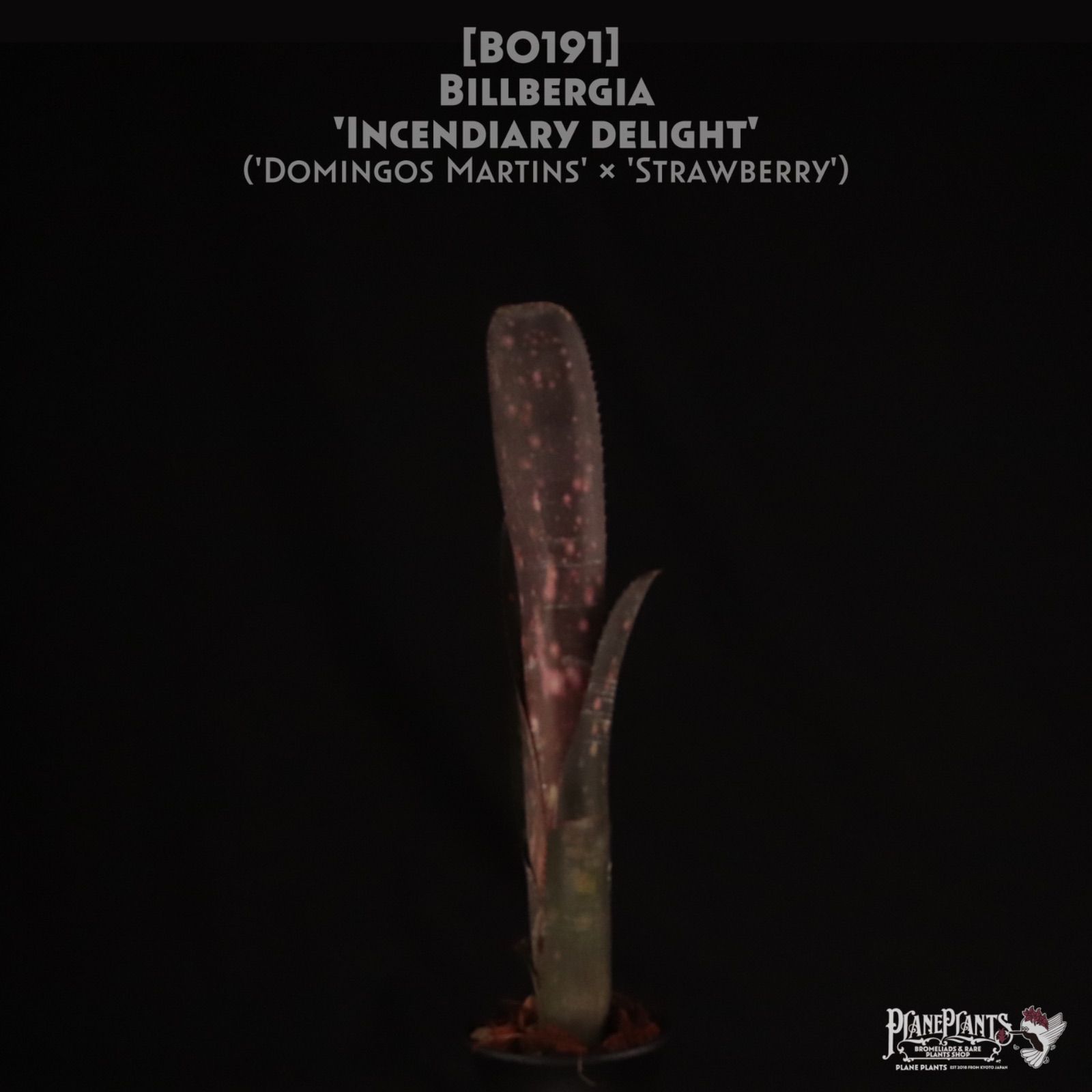 Billbergia Incendiary delight 〔ビルベルギア〕現品発送B 0191 planeplants
