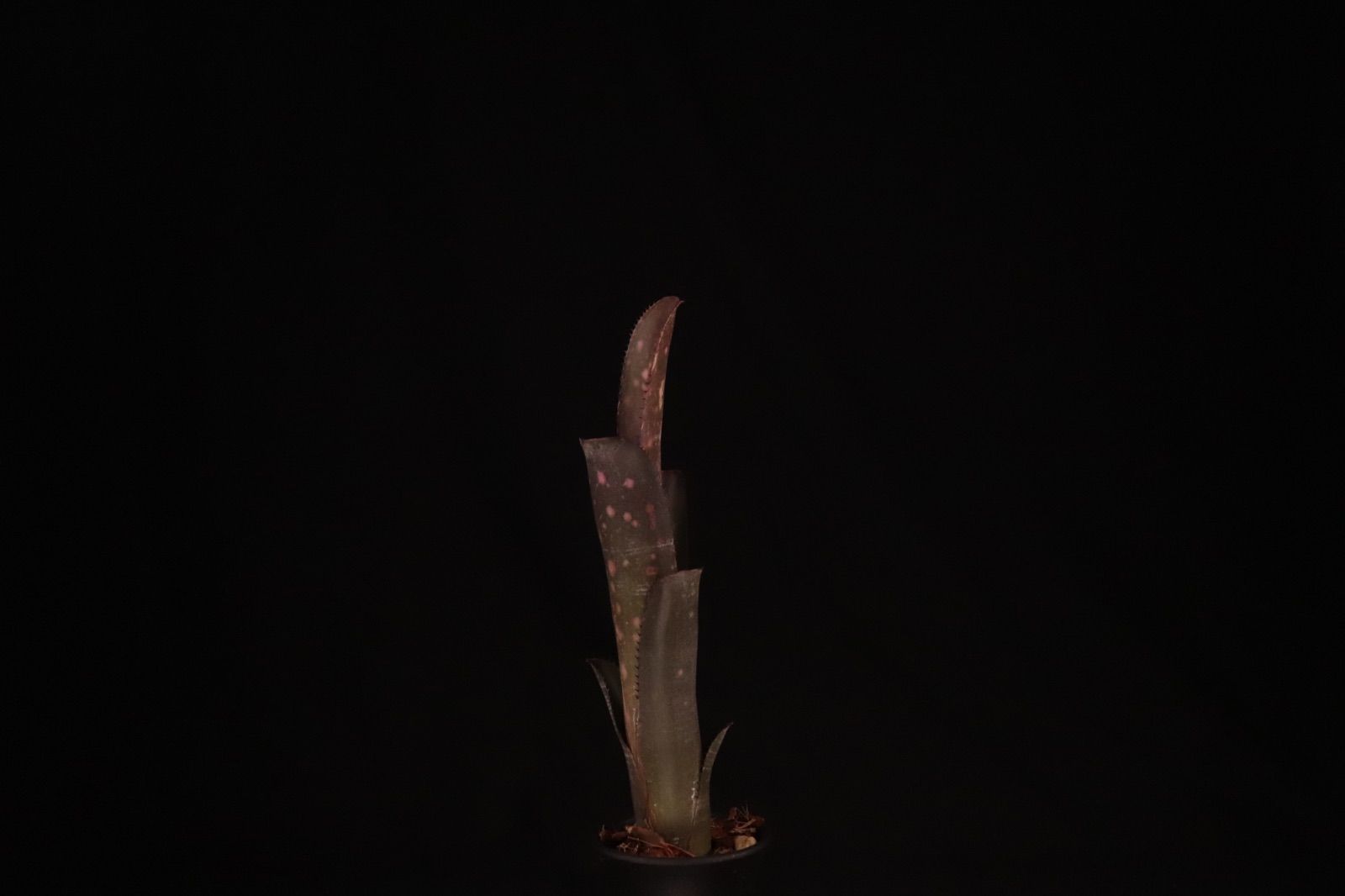 送料無料】Billbergia 'Incendiary delight'〔ビルベルギア〕現品発送