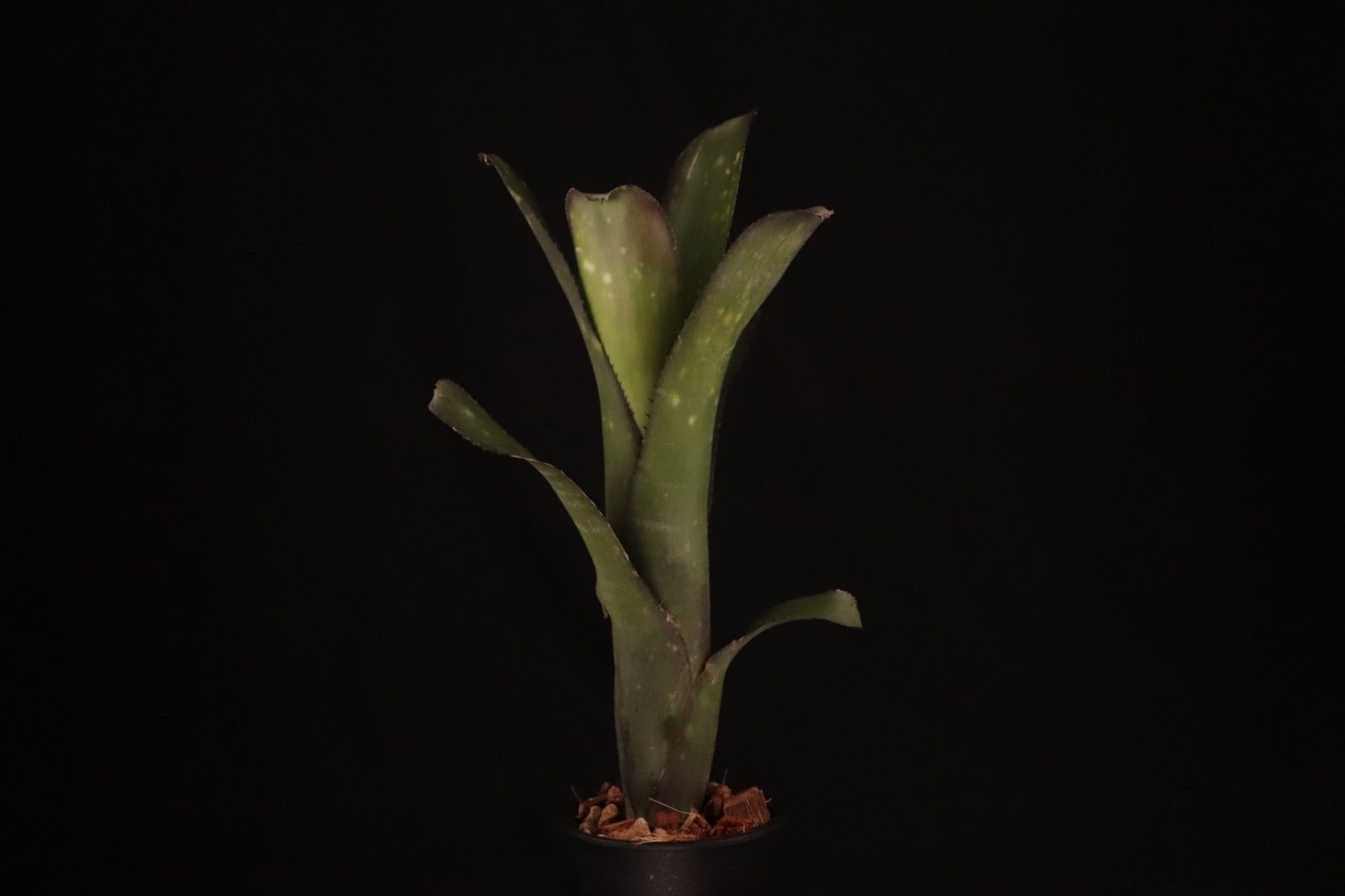 送料無料】Billbergia 'Kawanas Panache'〔ビルベルギア〕現品発送